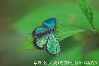 ミドリシジミ 写真提供:(財)埼玉県生態系保護協会