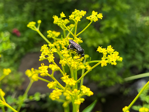 植物写真