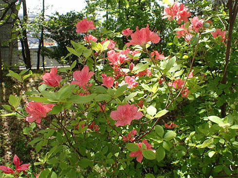 植物写真