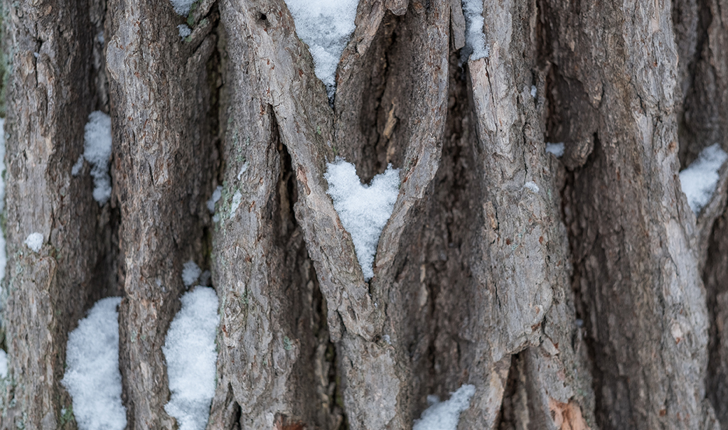 Love is...being a Spartan | MSUToday | Michigan State University