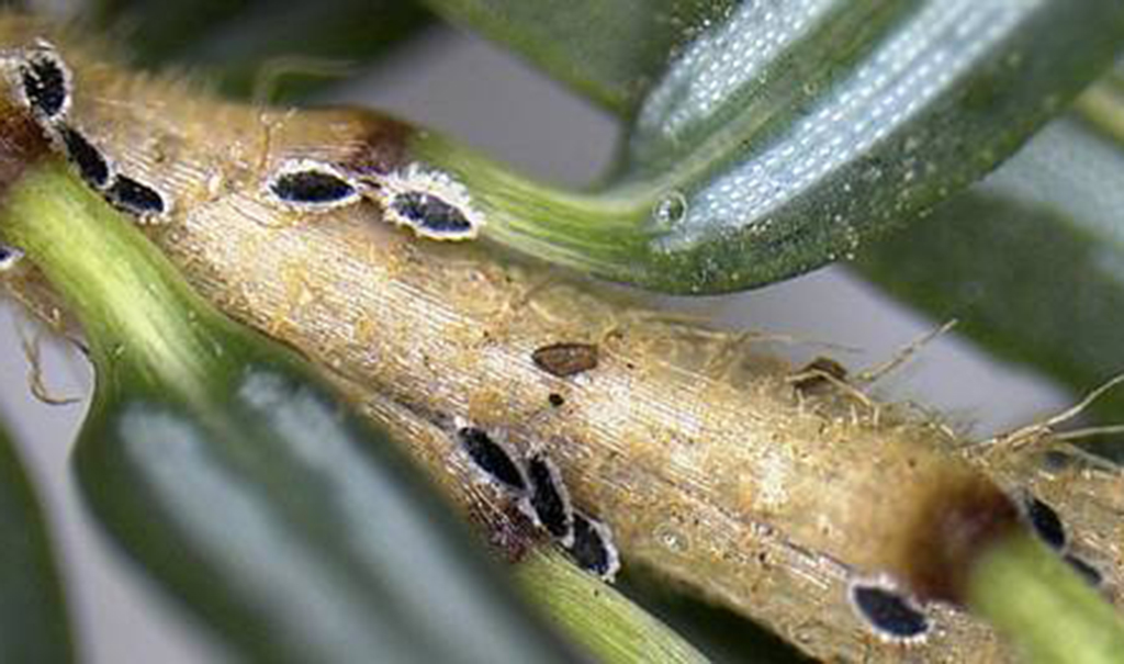 New research lends insight into the spread of invasive species ...