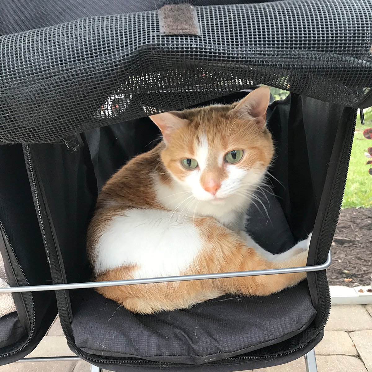 sophie-the-cat