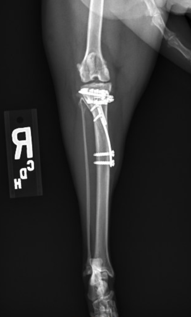 sophiepost-op
