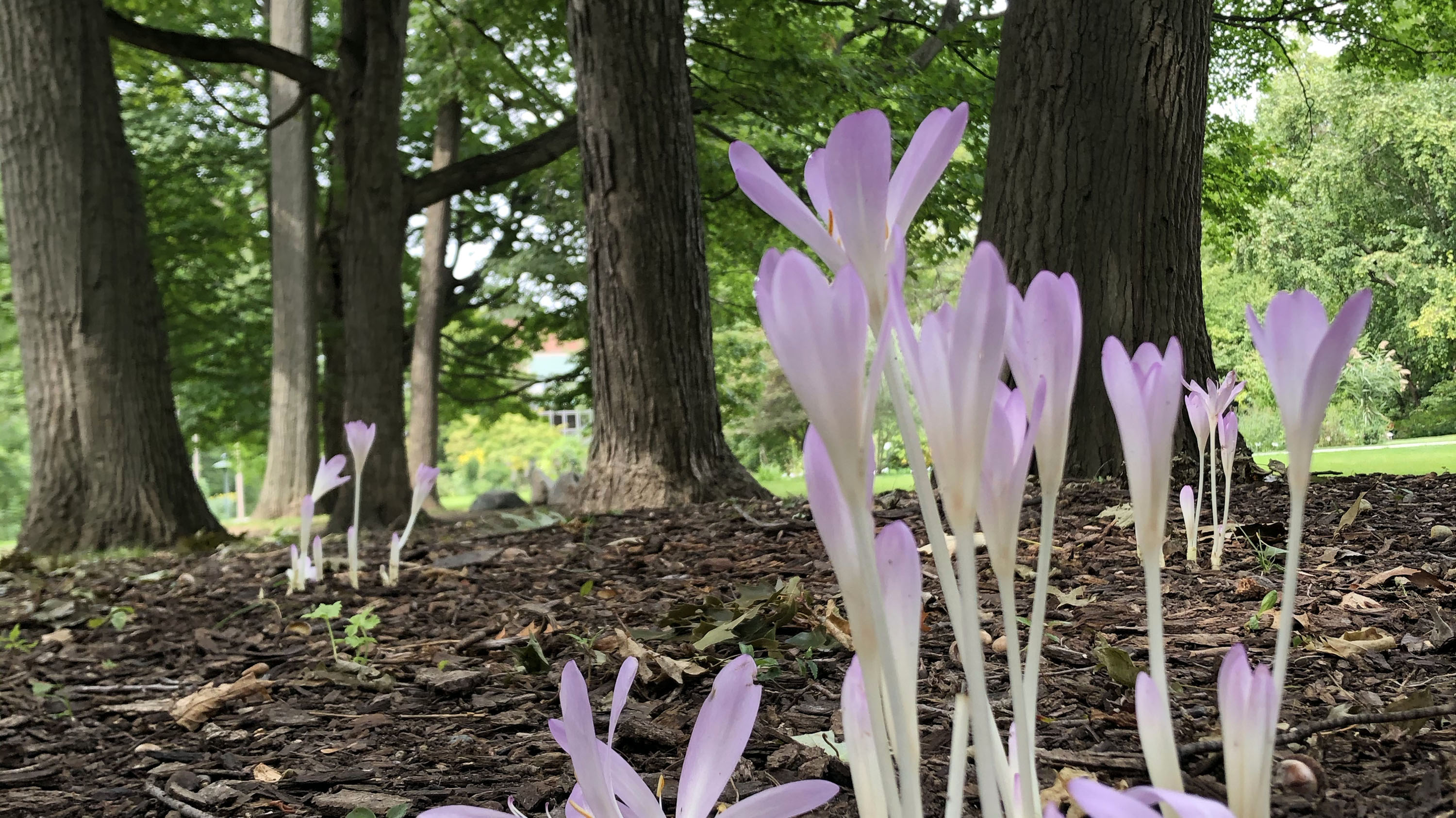 Purple flowers under pine trees