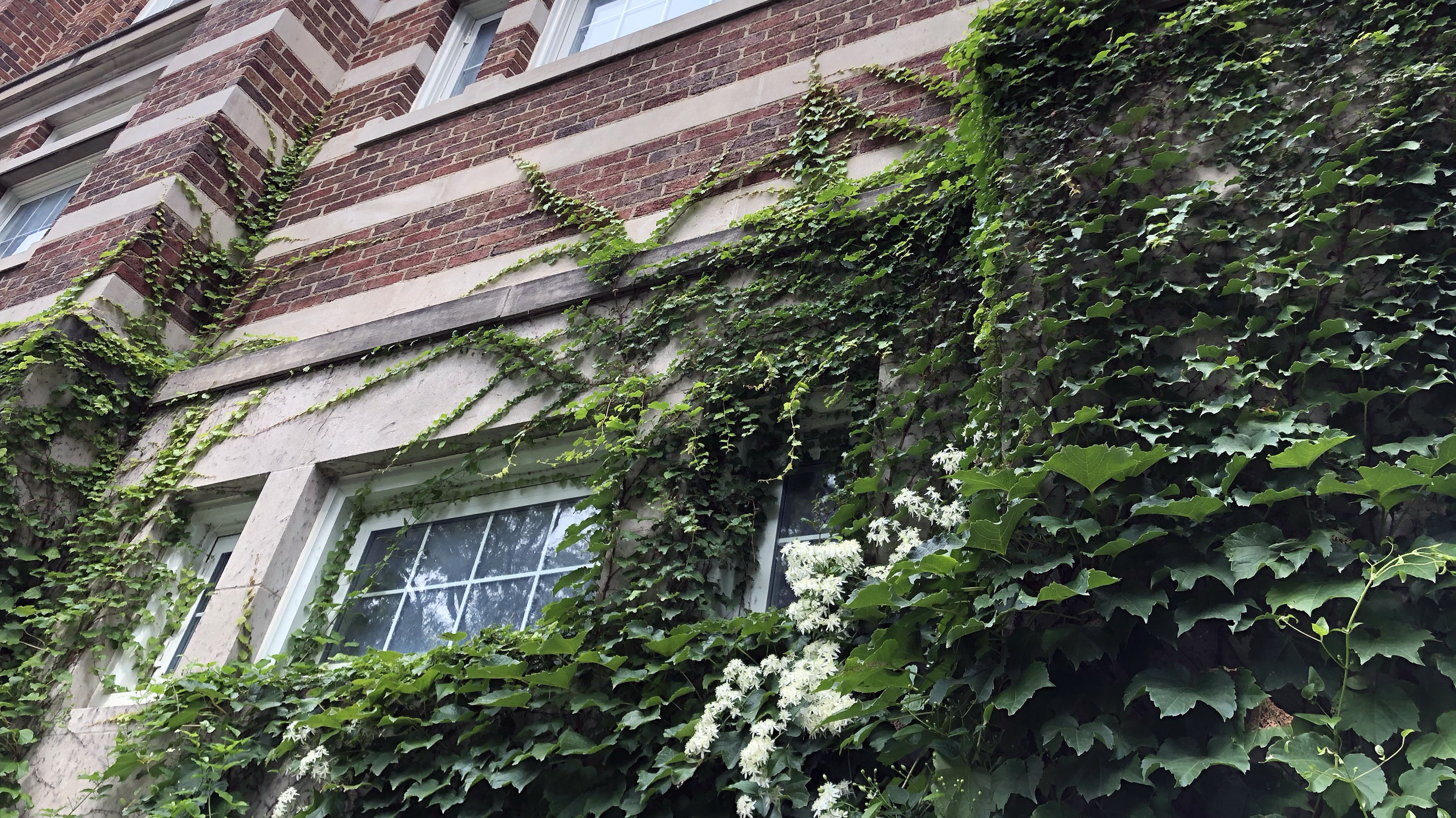 Ivy on the wall of the West Circle IM