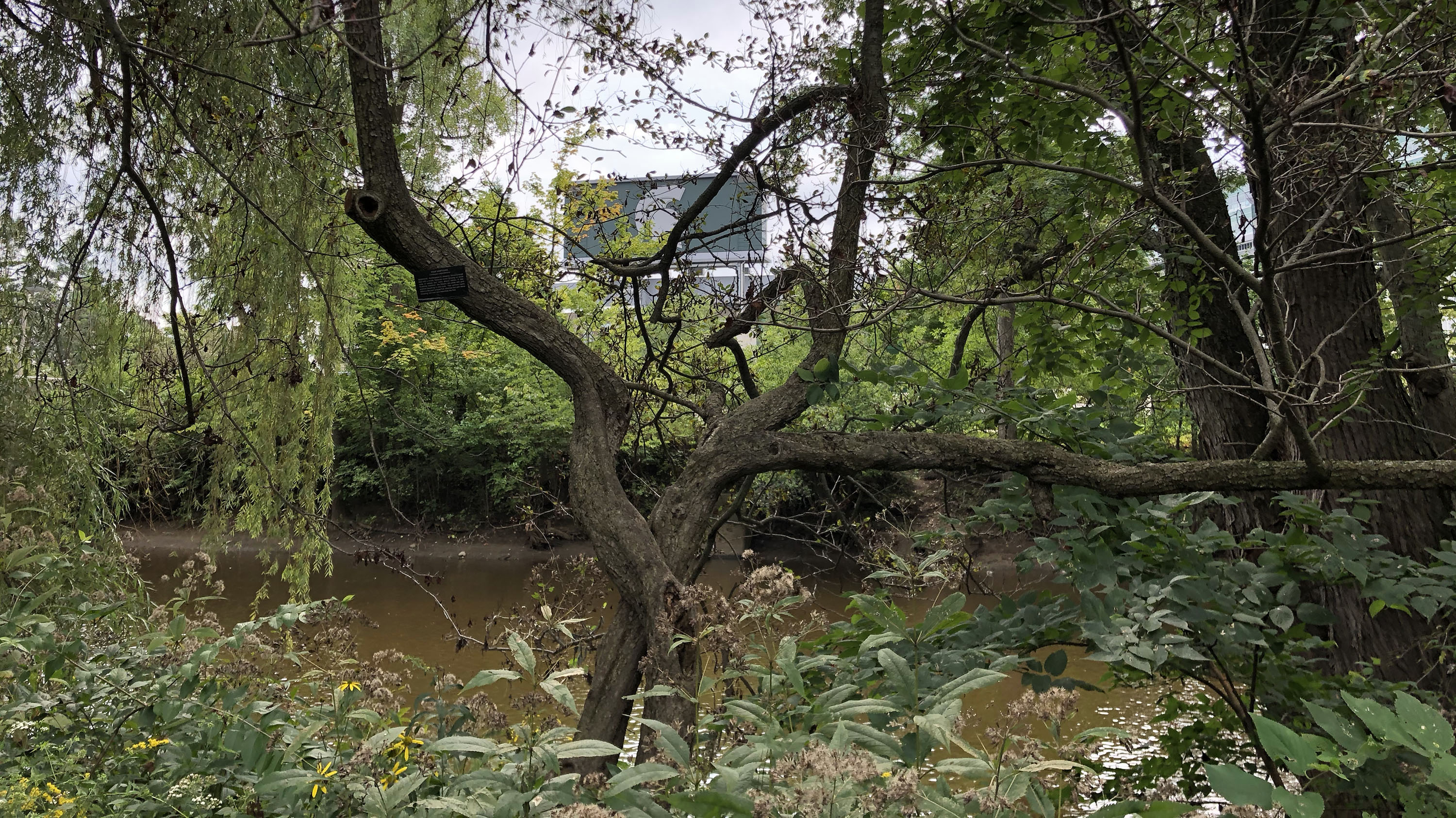 Spartan Stadium scoreboard seen through the trees near the Red Cedar River