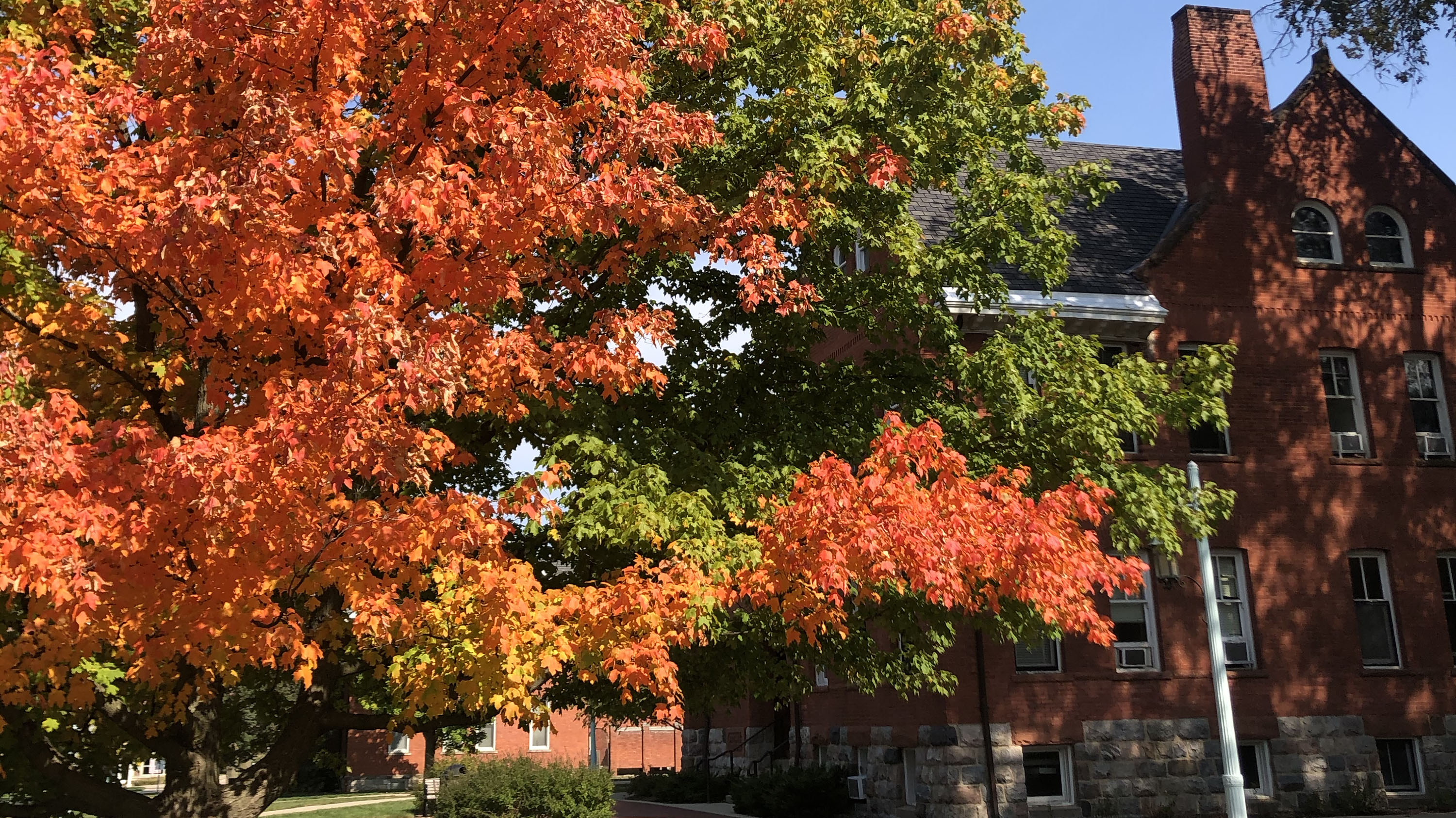 Foliage outside the Botany buidling