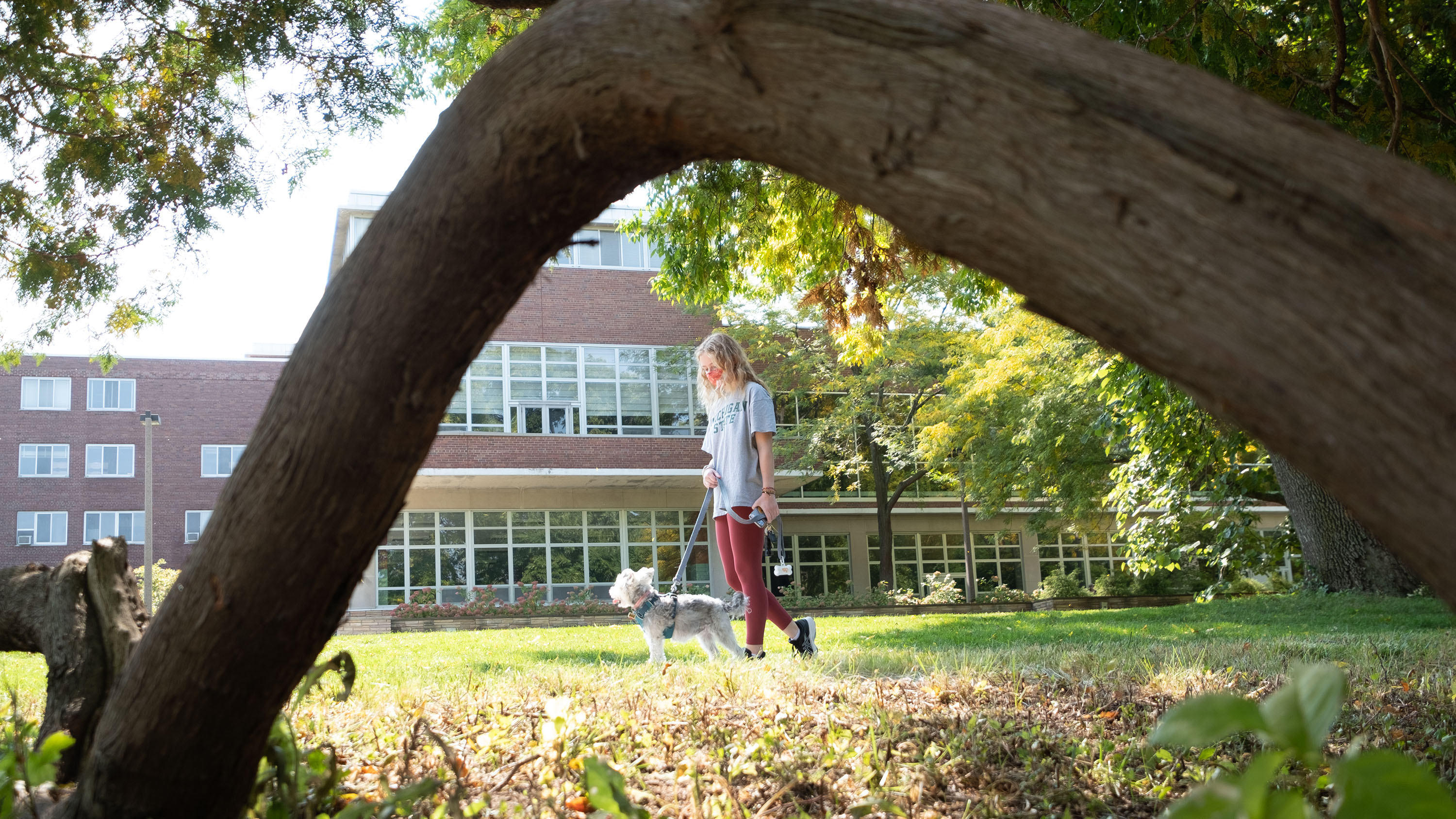 A masked person walking a dog on campus