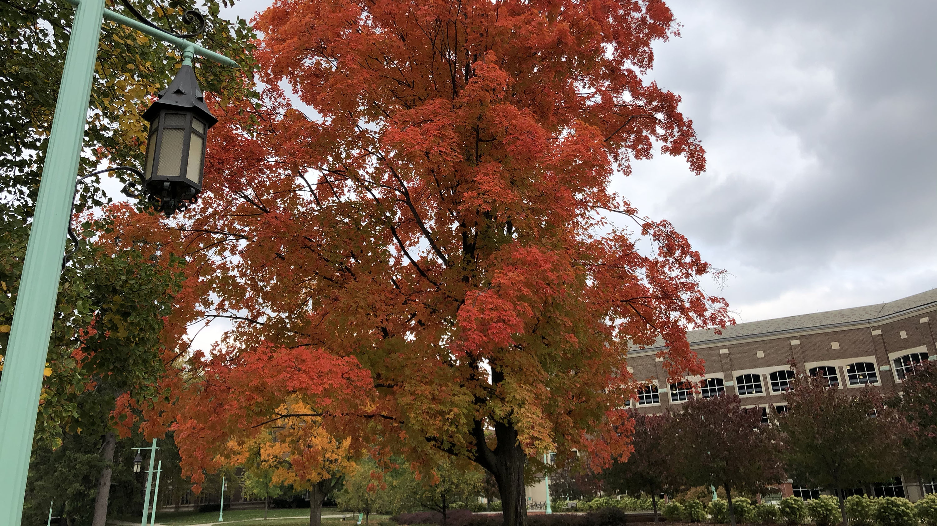 Fall tree by Morrill Plaza.