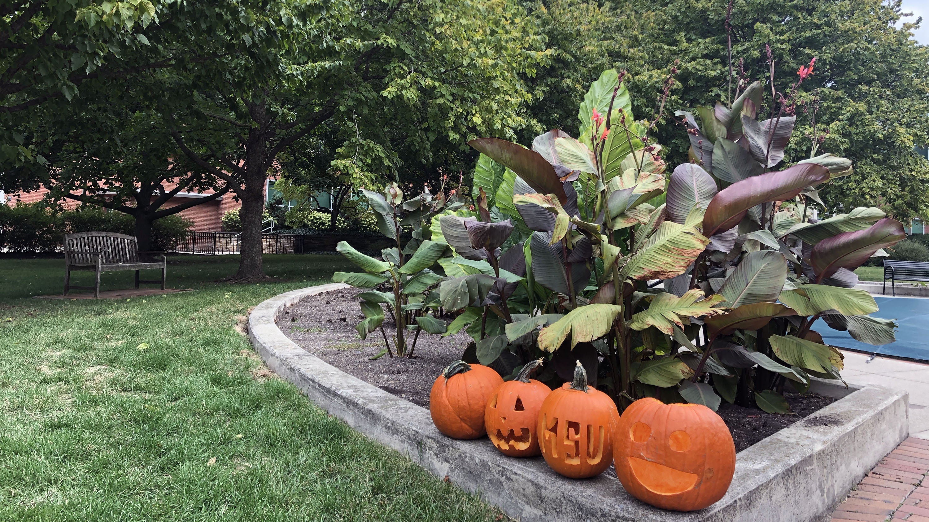 Carved pumpkins on a ledge.