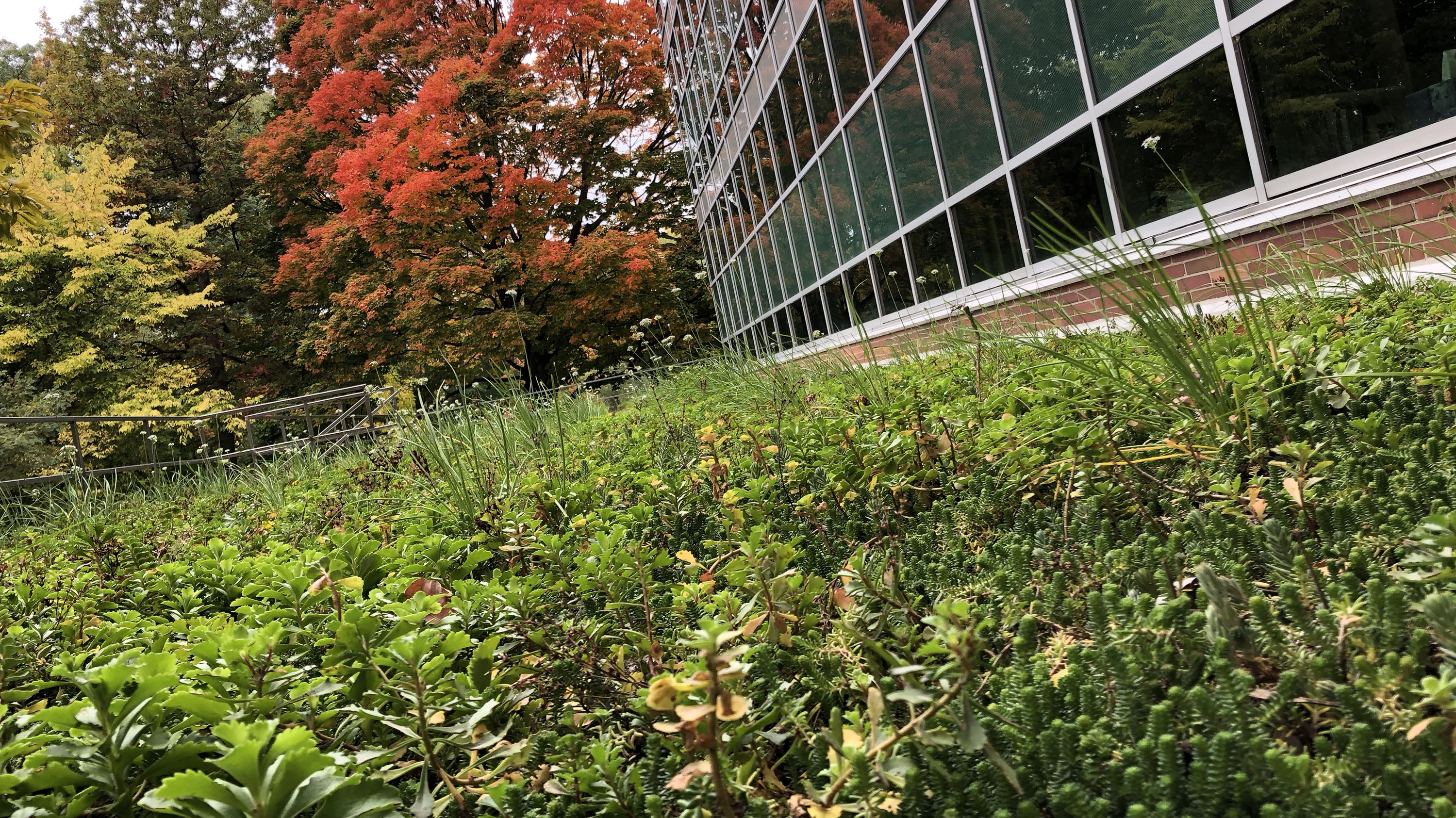 plants growing on low library roof.