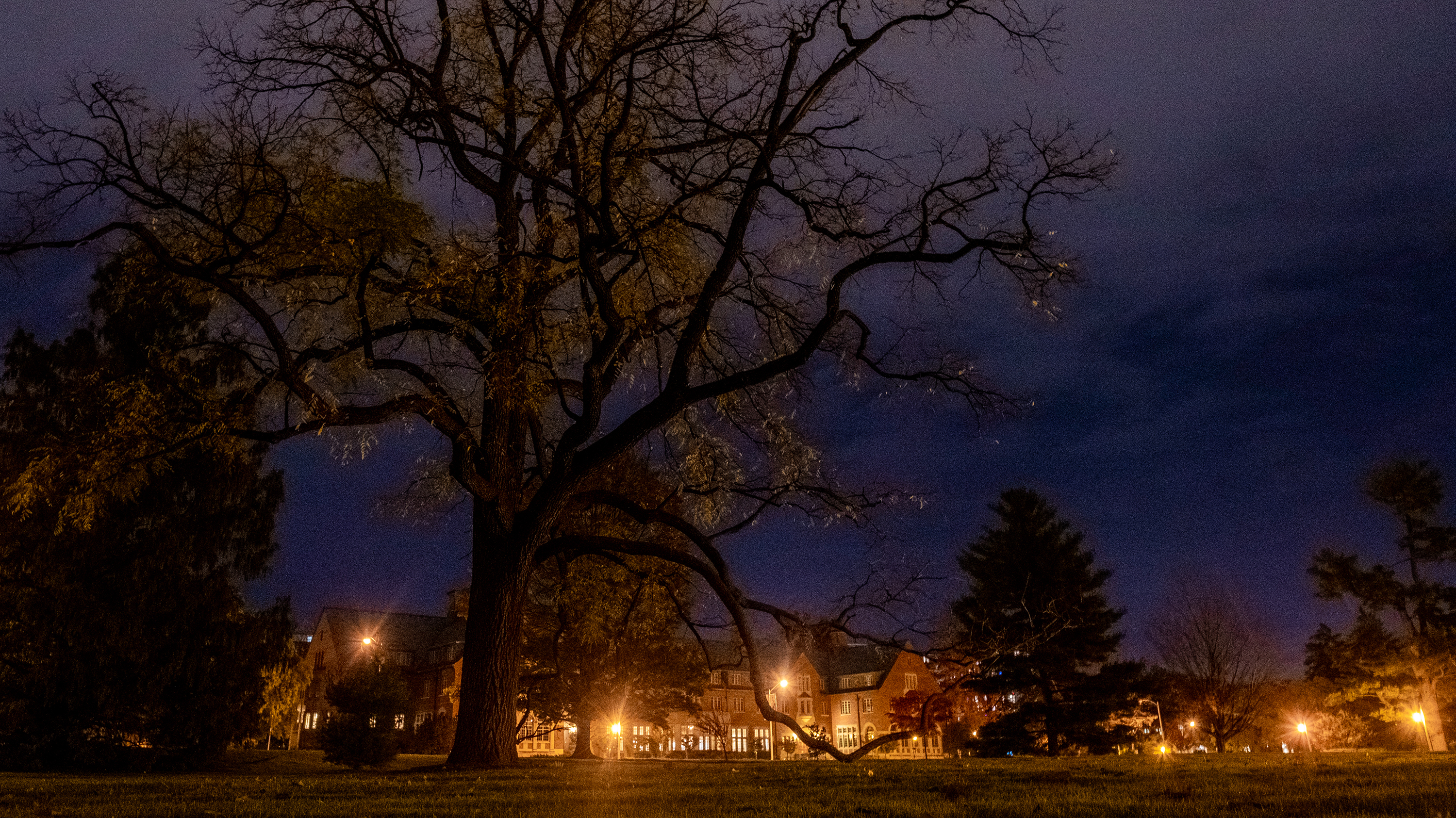 A spooky tree at night on Adams Field