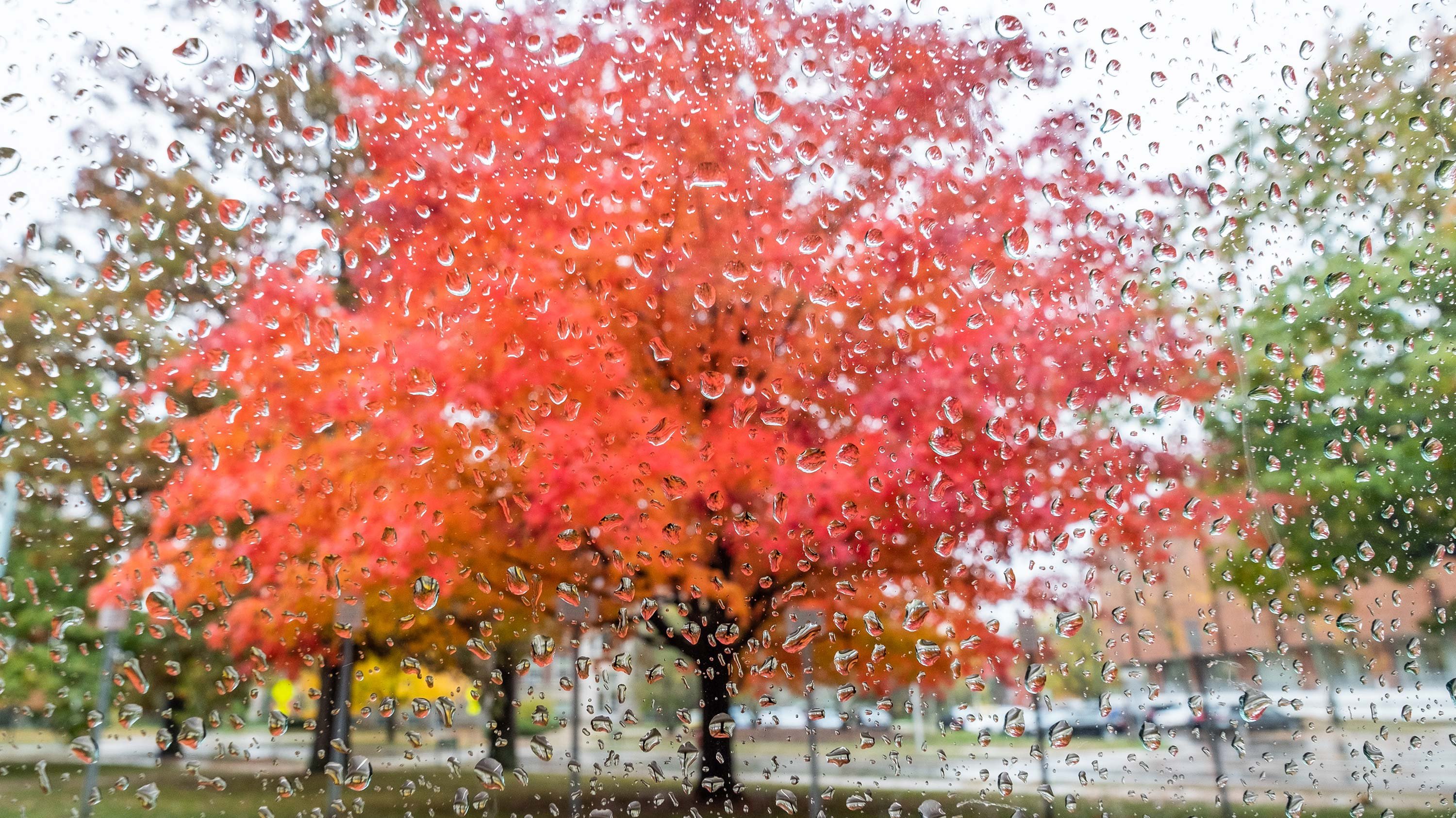 Autumn tree