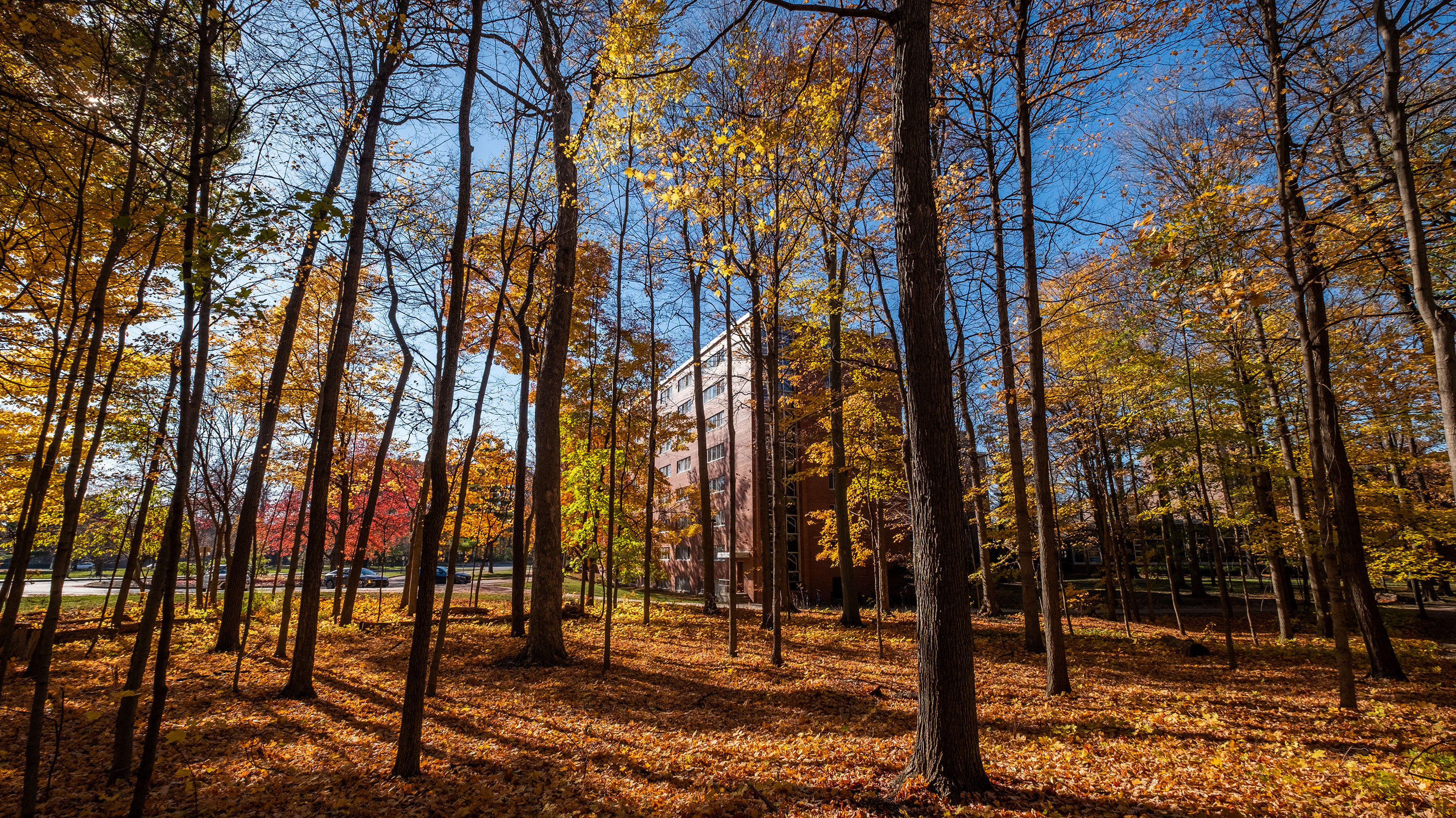 McDonel Hall obscured by trees