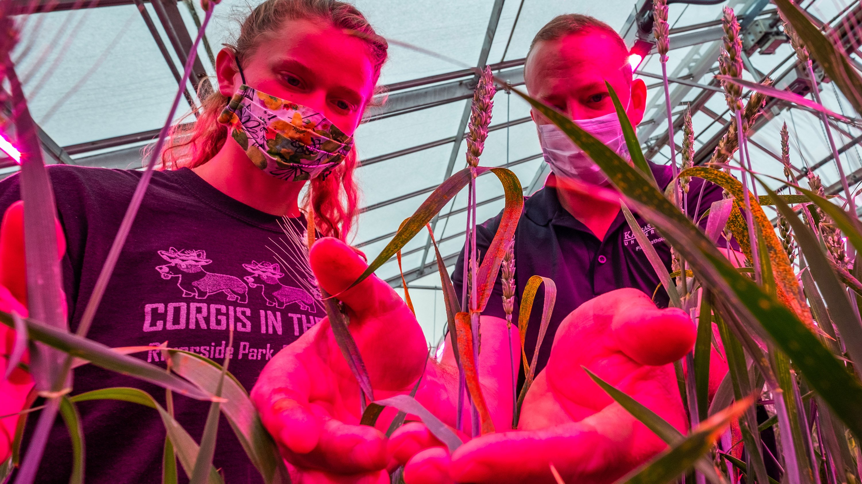 Two people tend plants in a greenhouse.