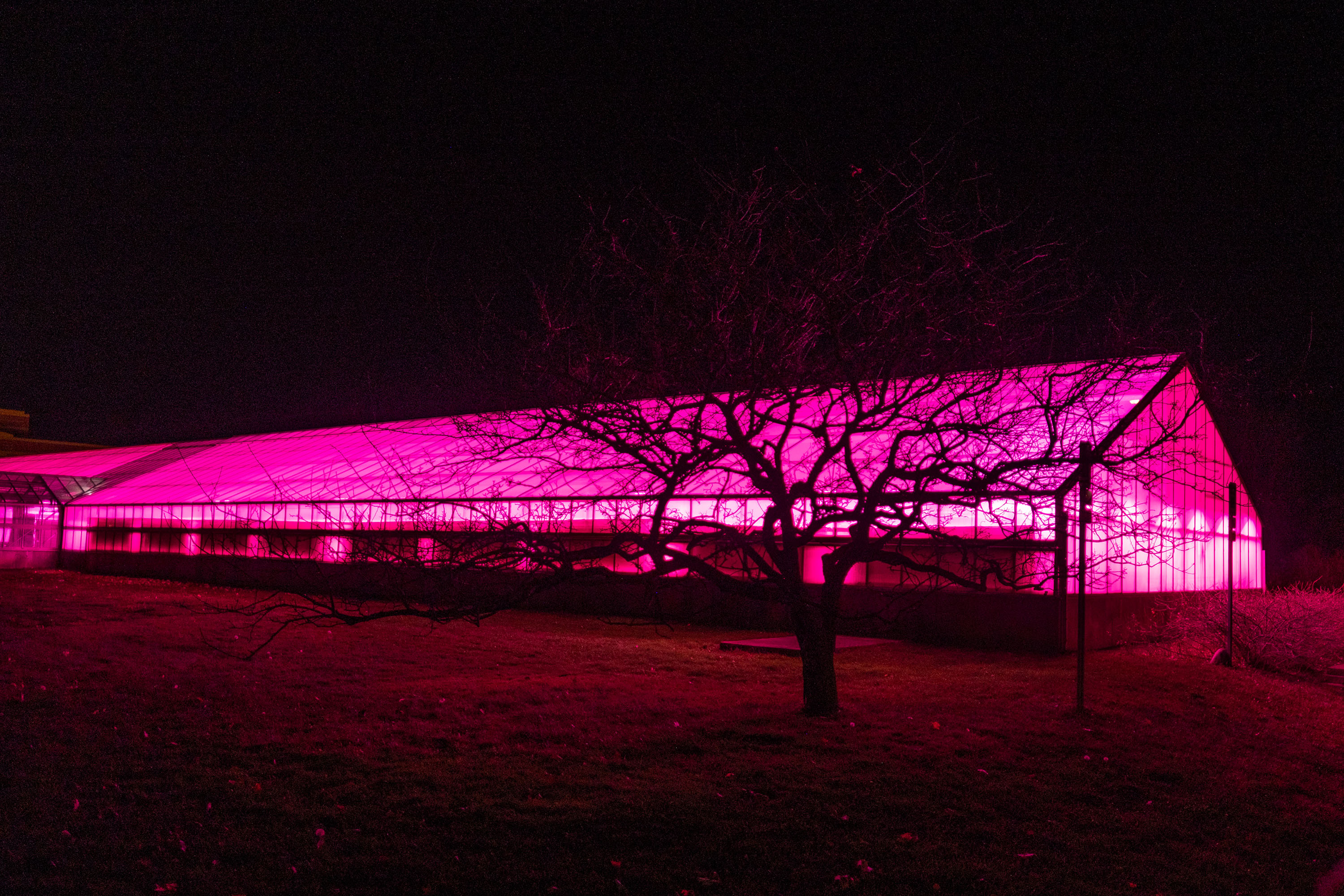 The MSU Plant Science Research Greenhouse Facility glowing pink in the night with the shadow of a tree and its branches in front of it.