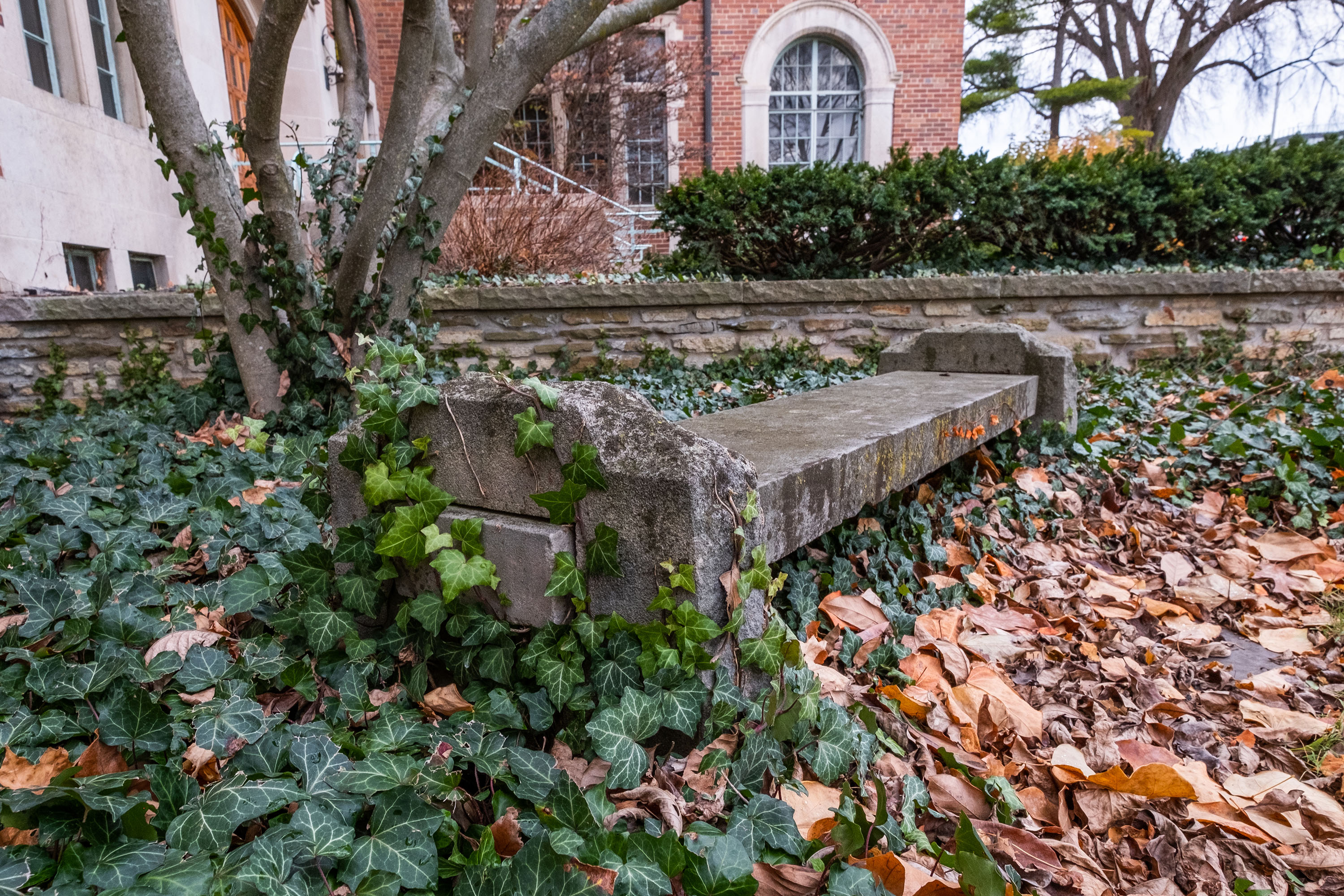 A bench in fall leaves covered by ivy