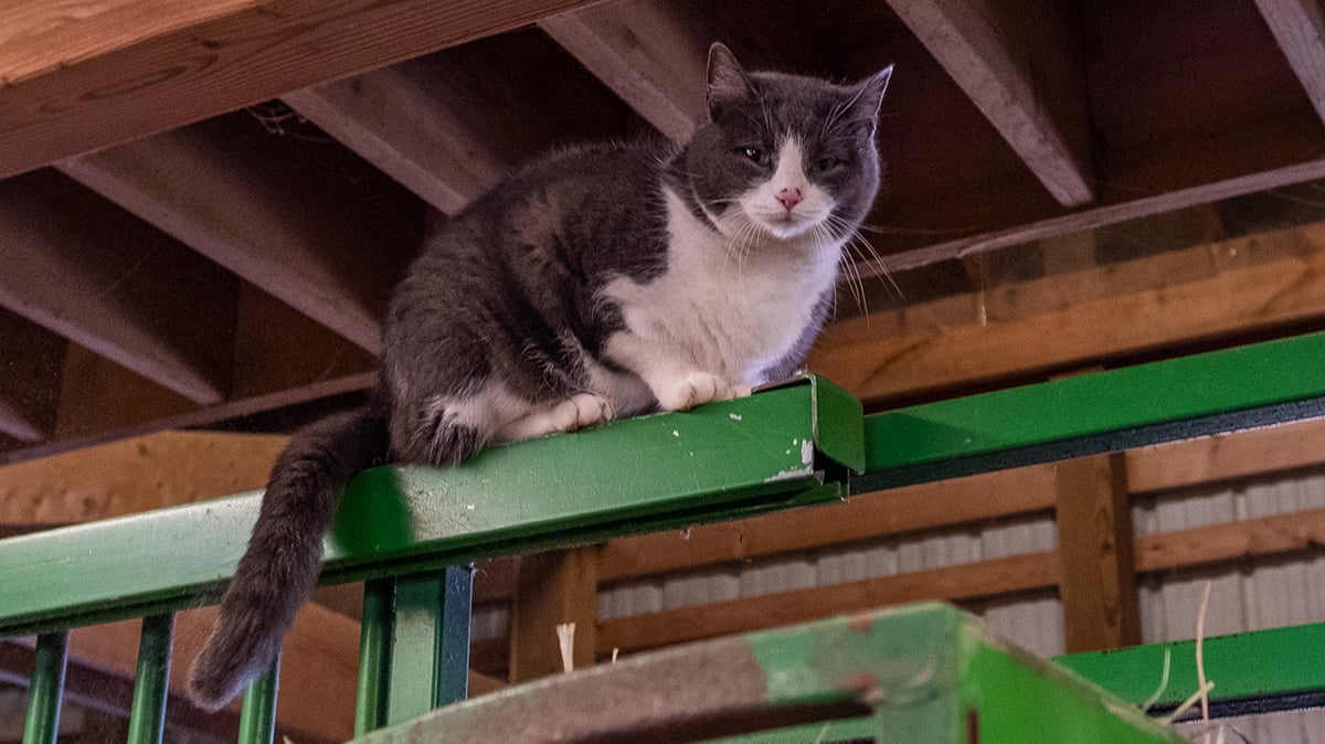 Cat in a barn