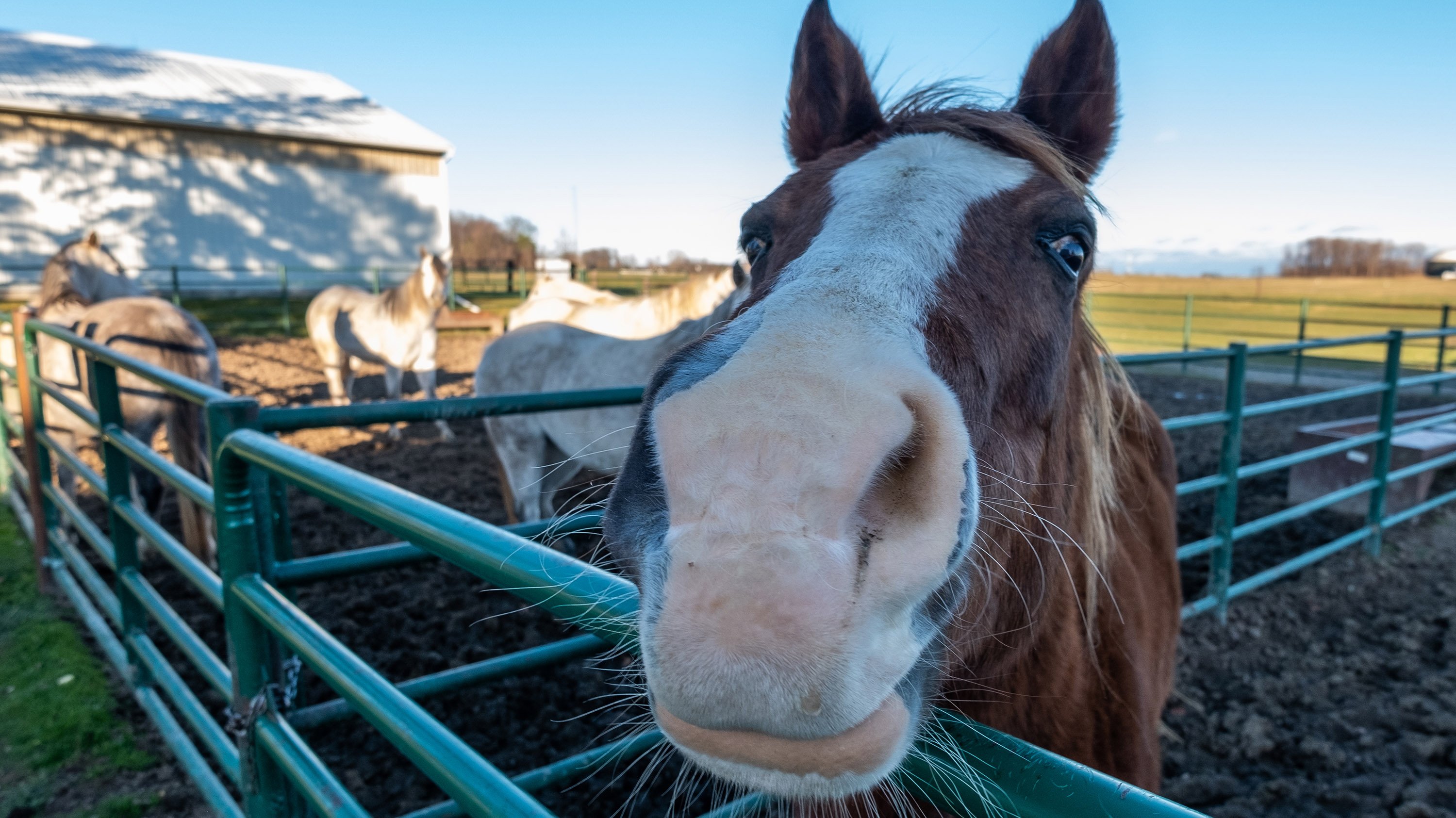 Horse in a corrall
