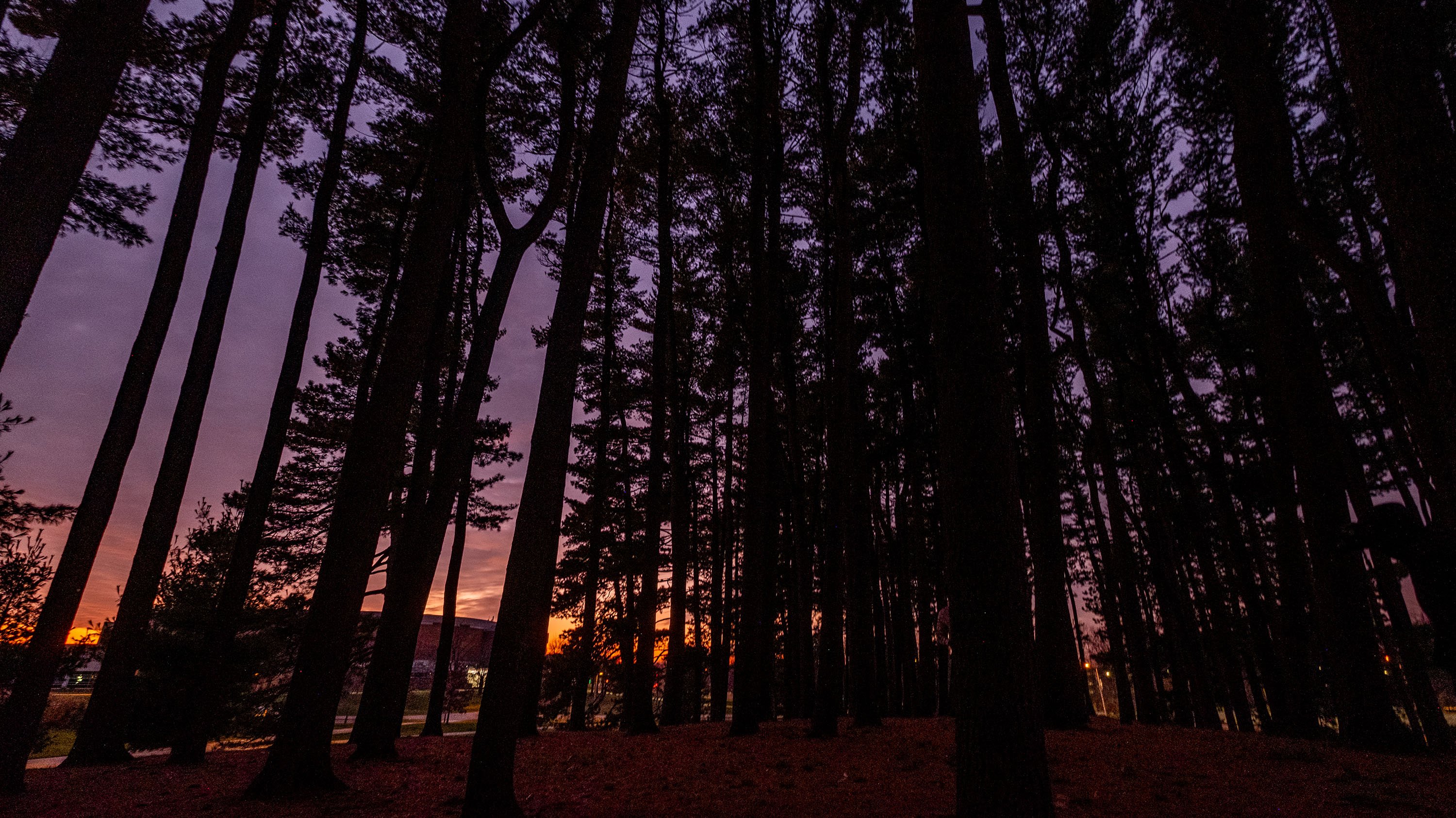 Pine trees on campus in the dark