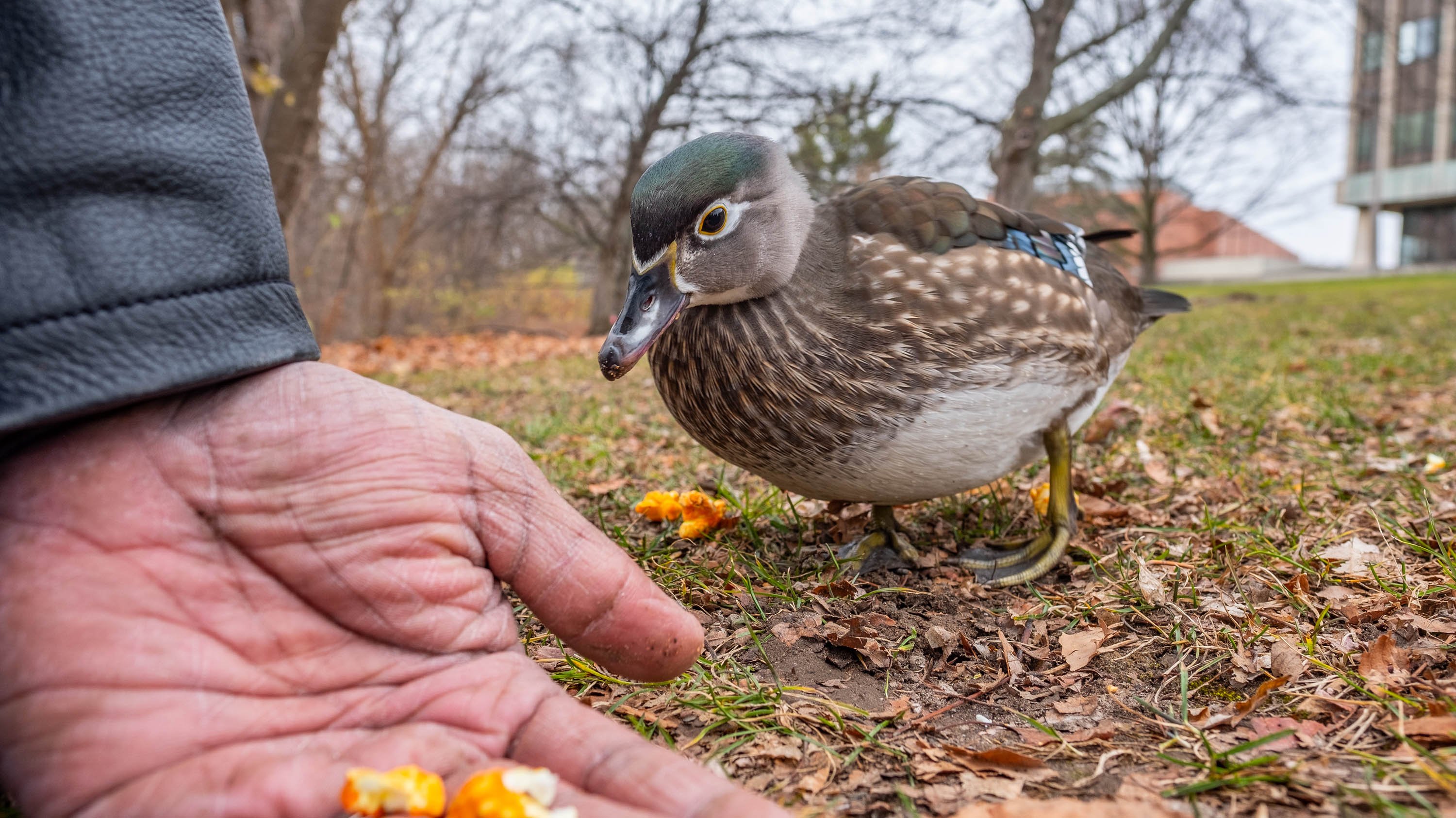 A duck eating popcorn out of a hand