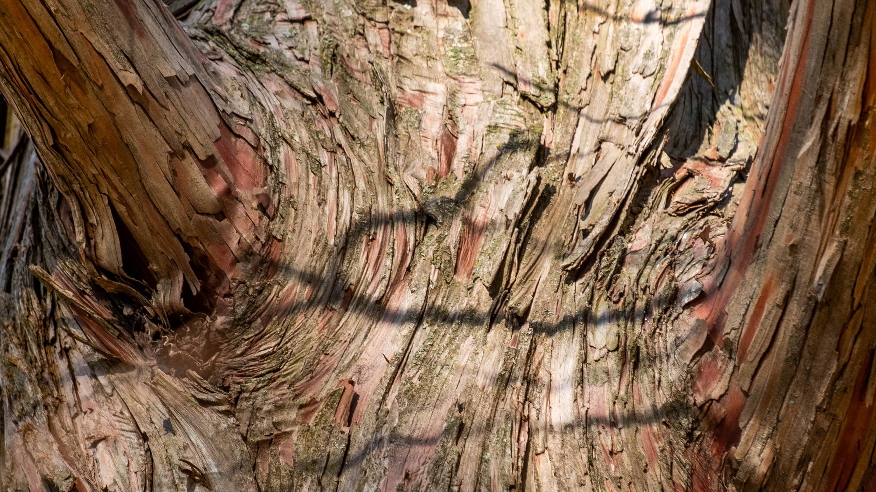 Trunk of a tree with a heart shaped shadow on in