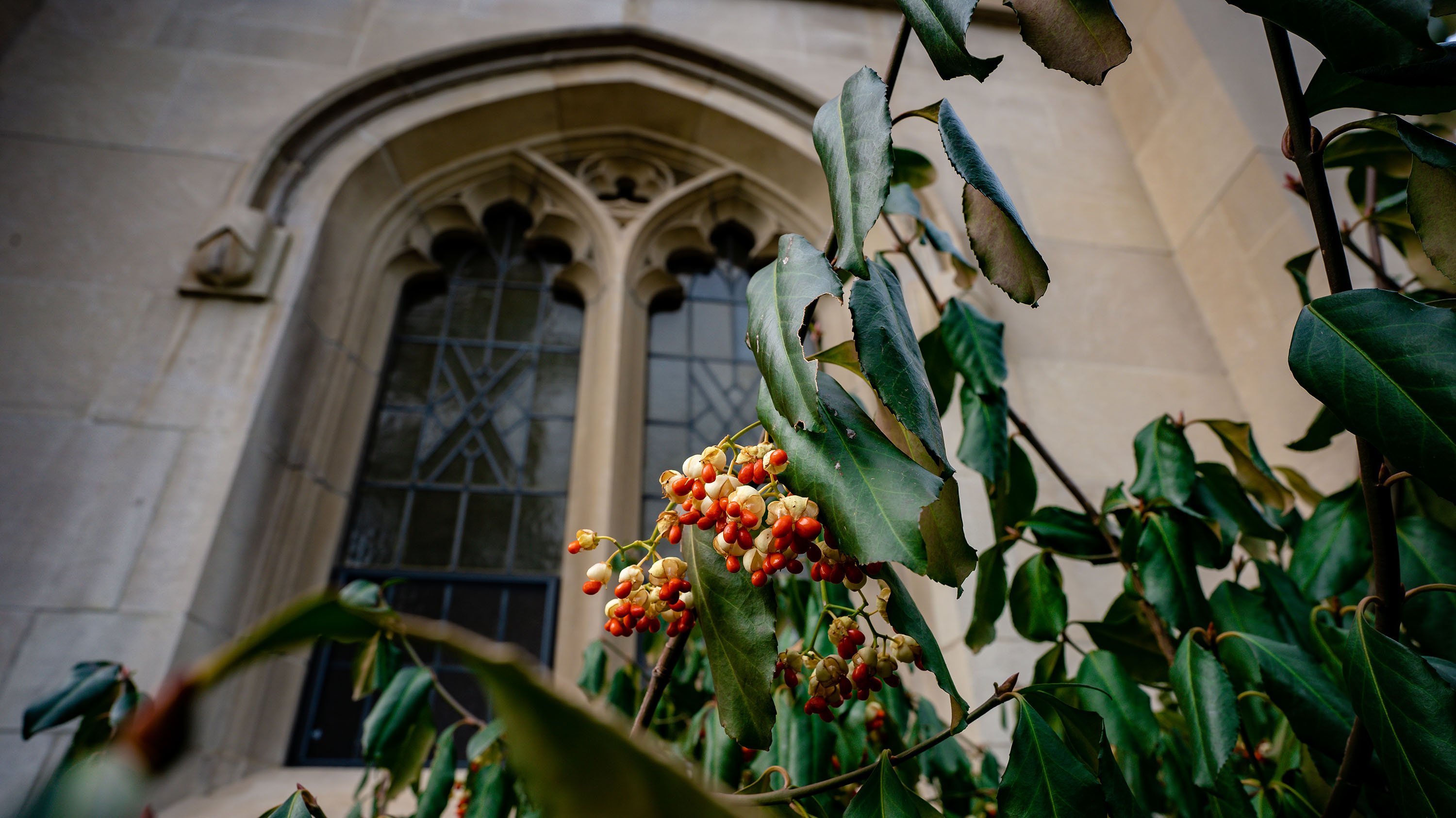 Shrub in front of Beaumont tower