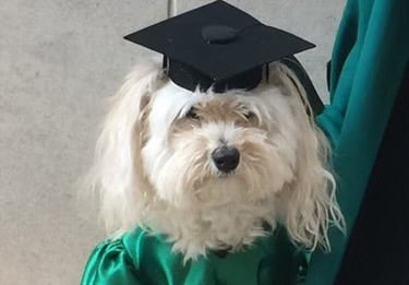 Dog in a graduation cap