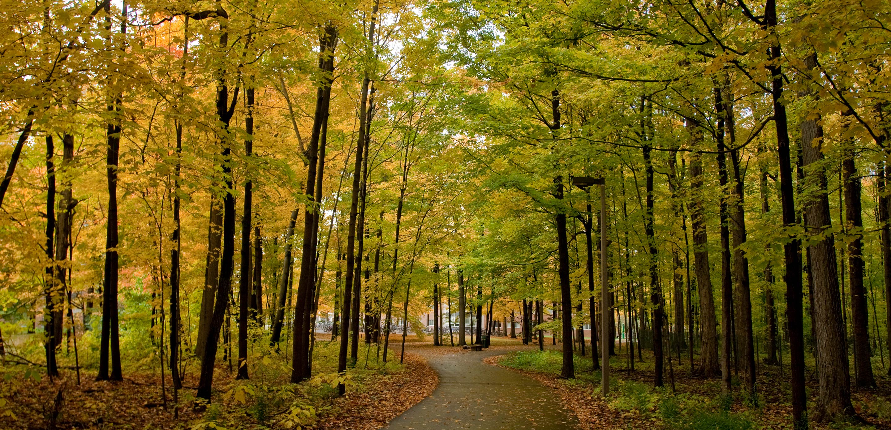 Optimizing remote field experiences for forestry students