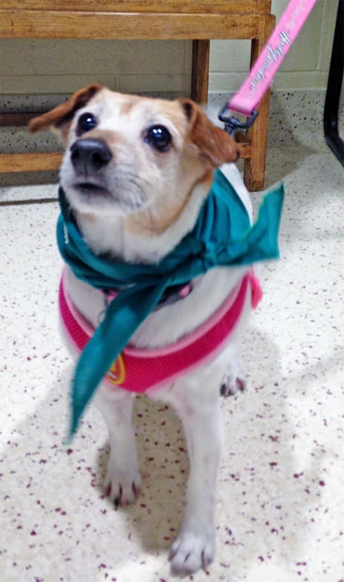 Dog on leash