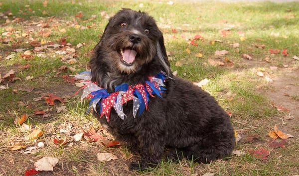 Dog on Fourth of July