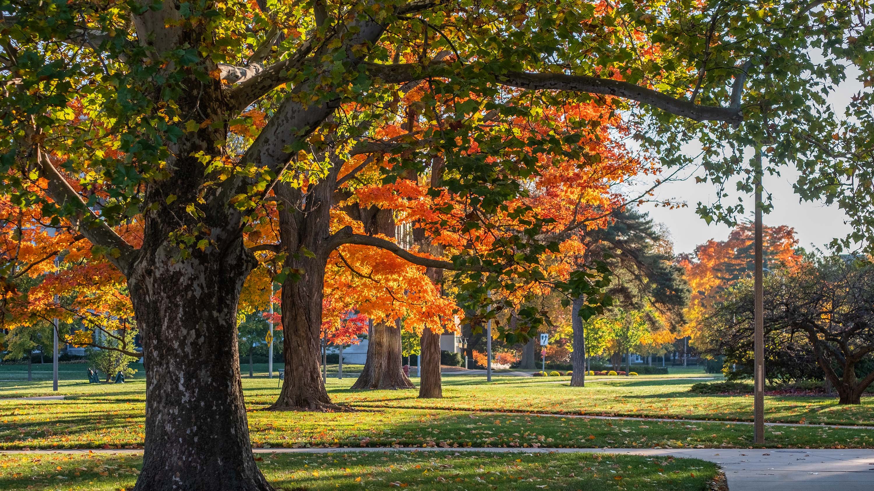 trees on campus in fall