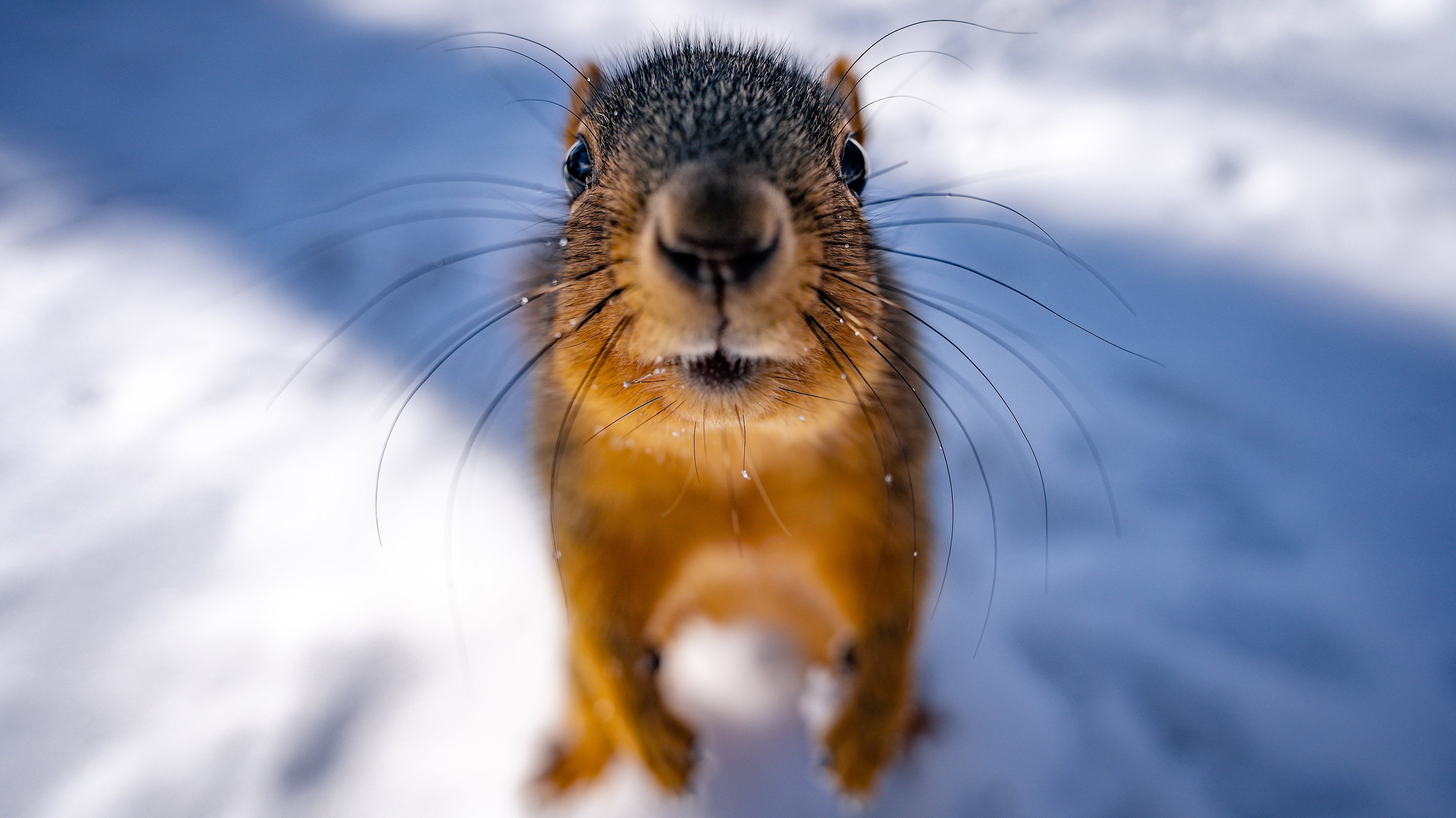 A squirrel standing in the snow