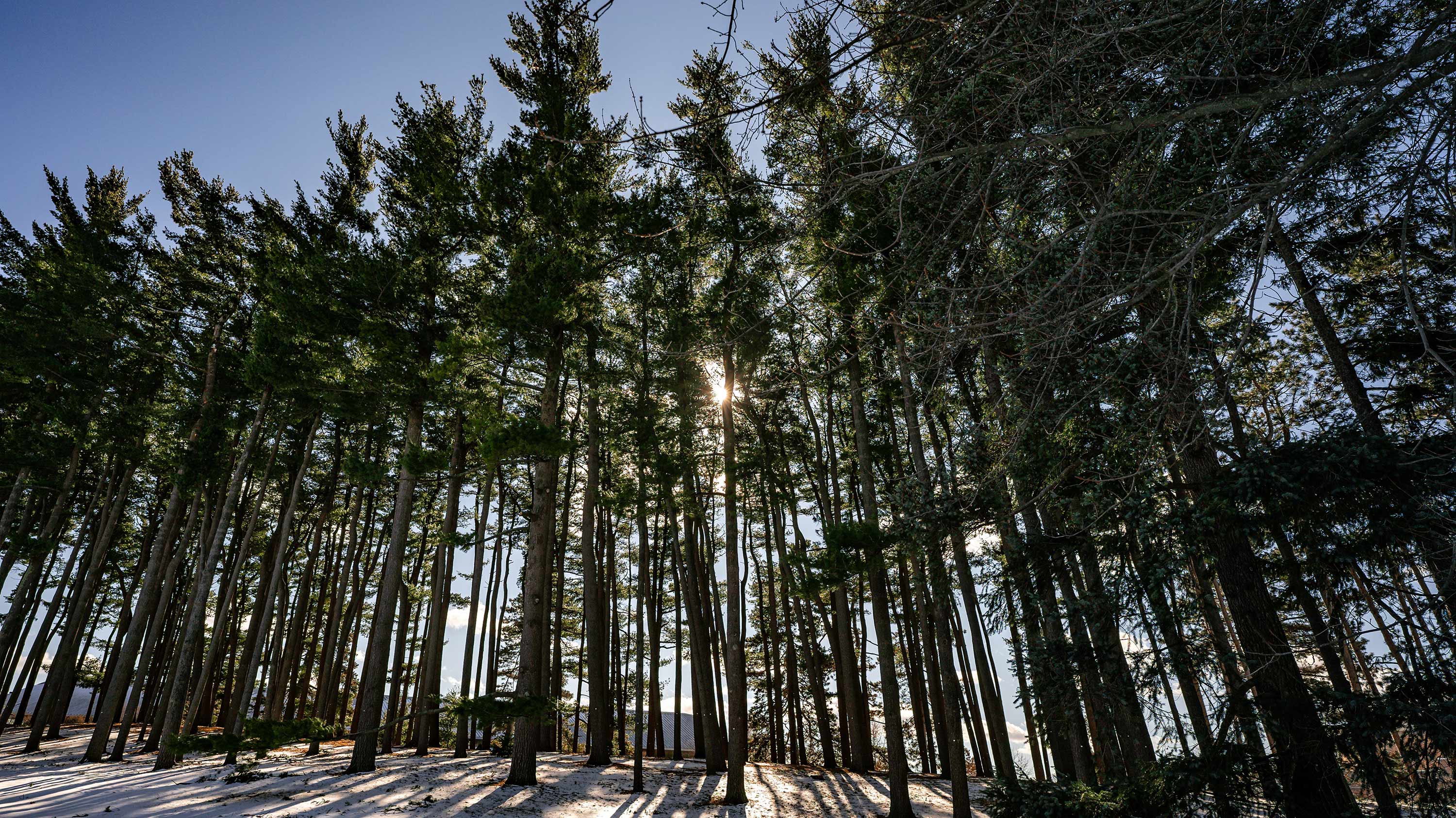 Pine trees