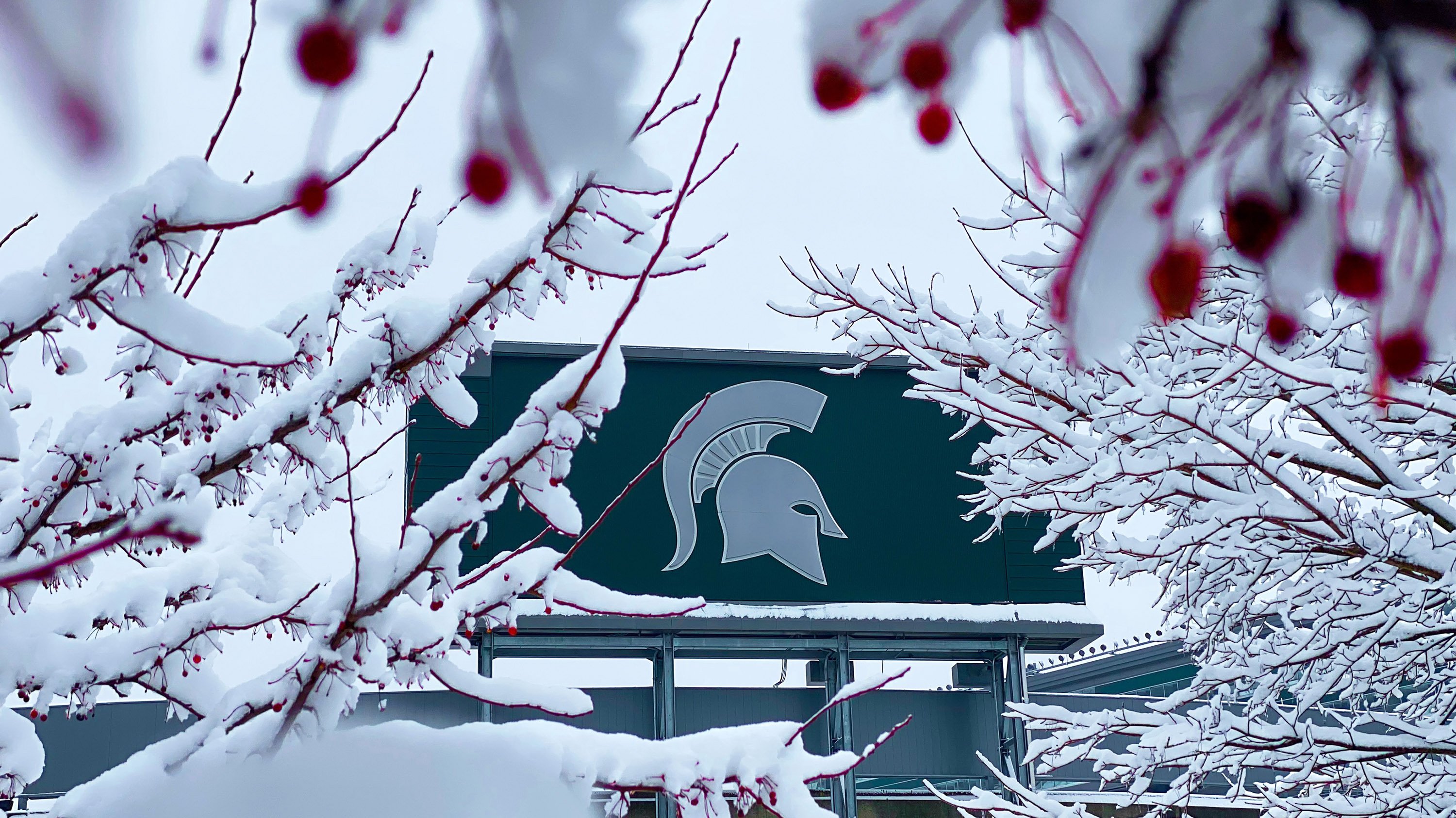 MSU Stadium sign framed by berry-covered branches
