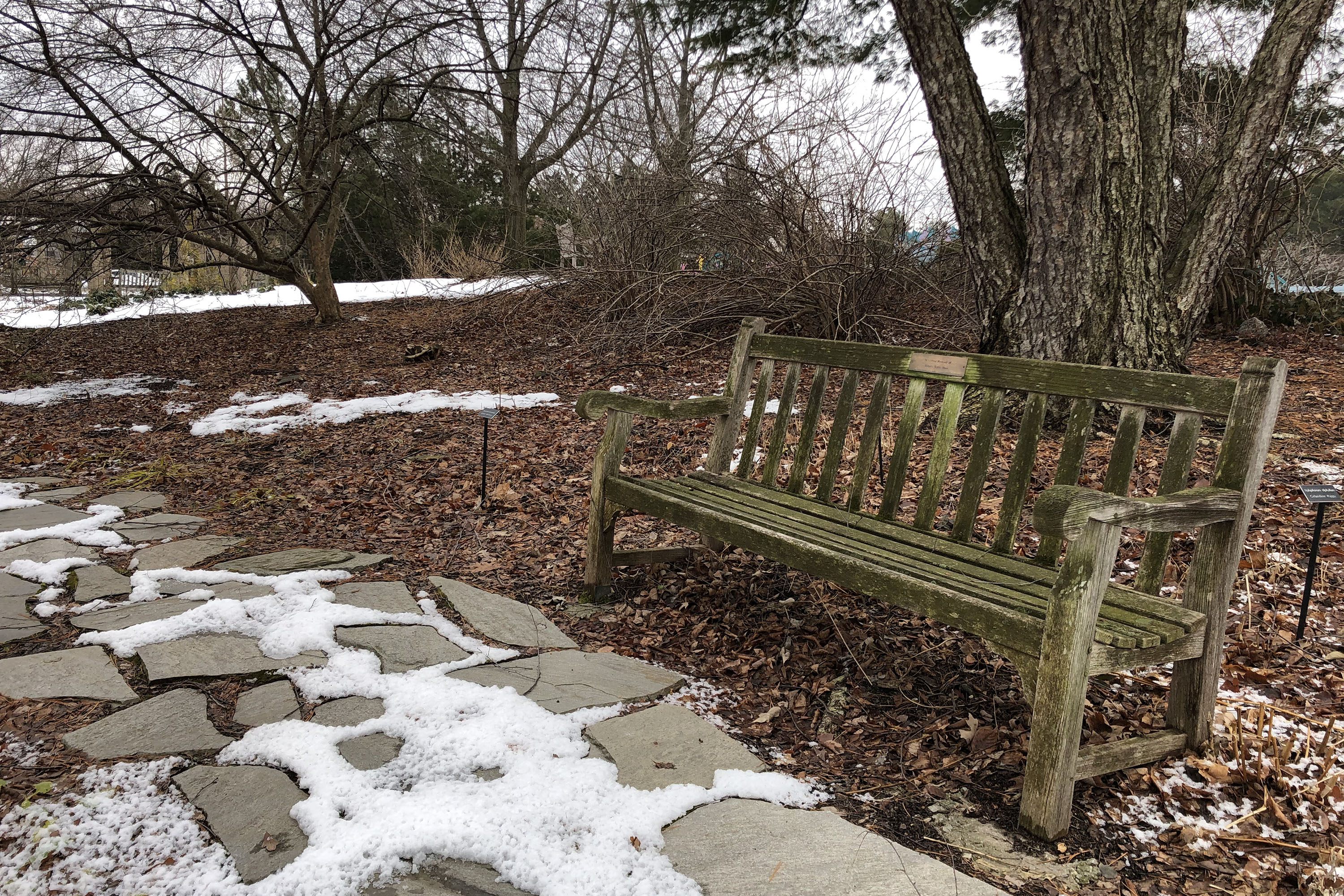 An empty wooden bench in a bare, winter garden. 