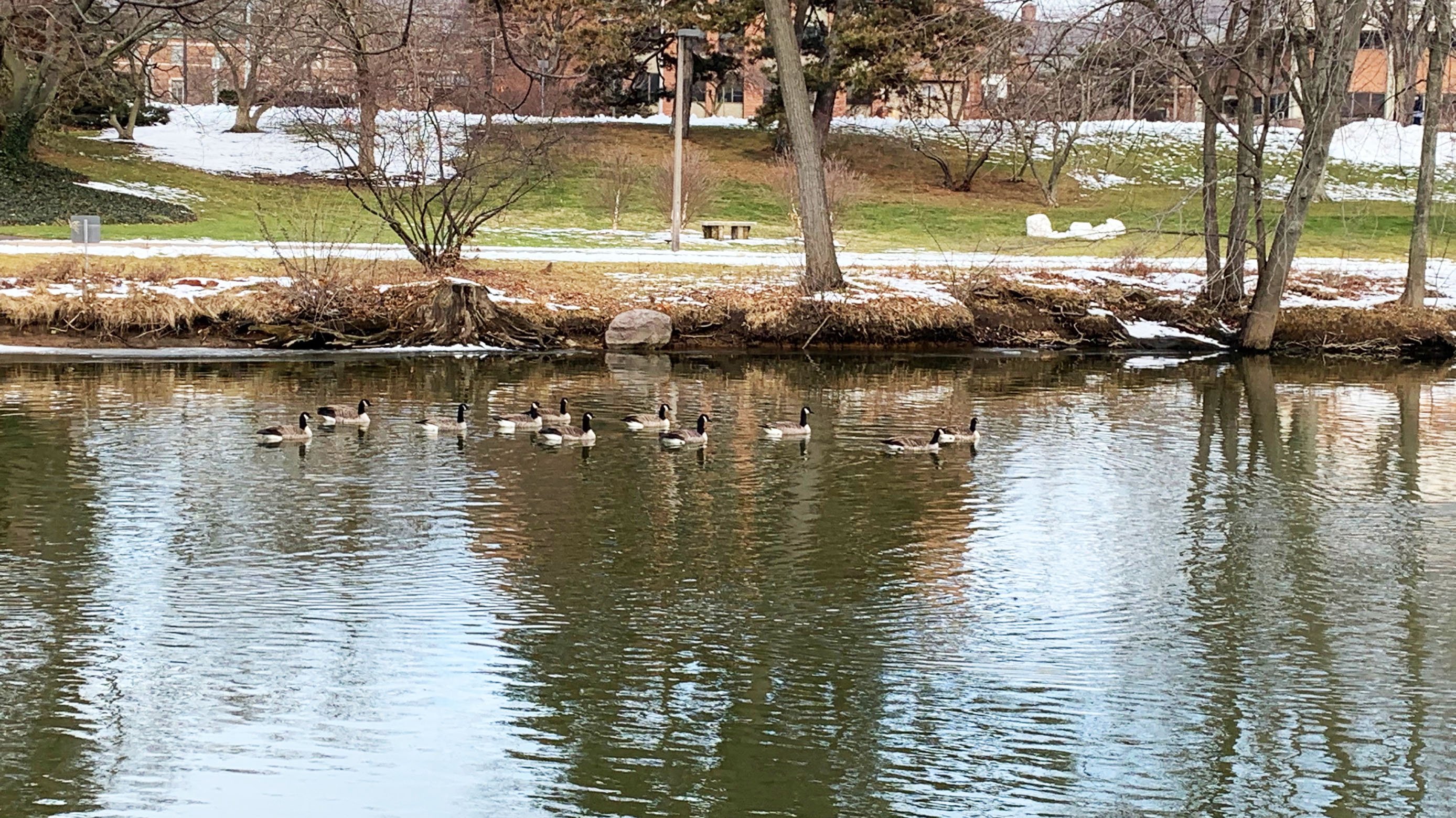 Ducks swimming along the Red Cedar river