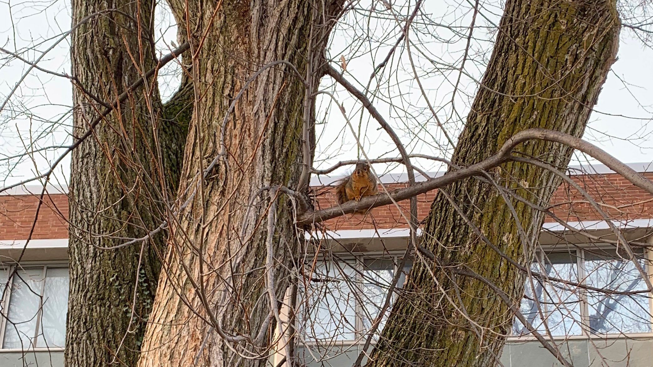 Squirrel in a tree