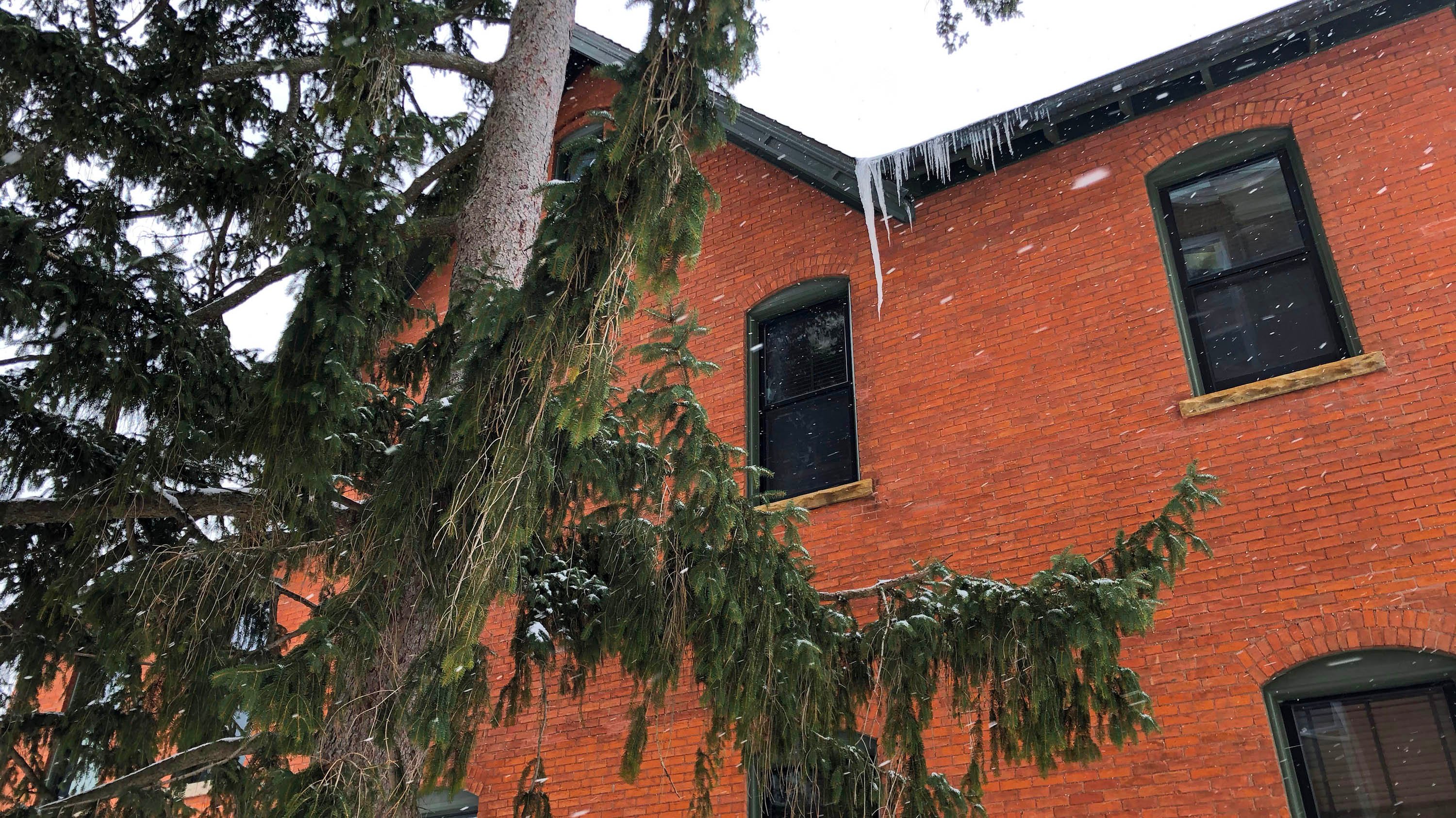 Pine tree in front of Cook Hall