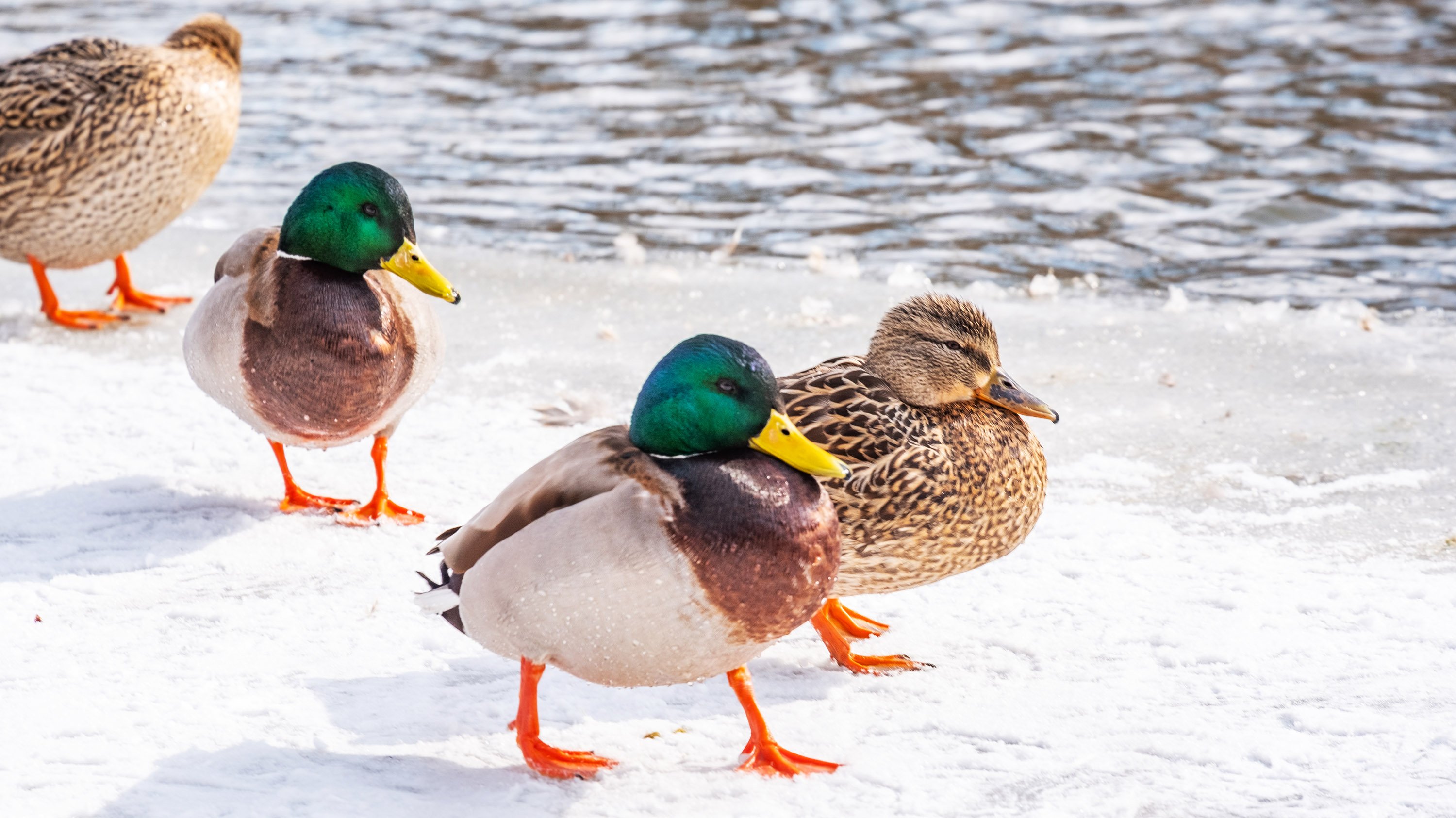 Ducks walking along the river