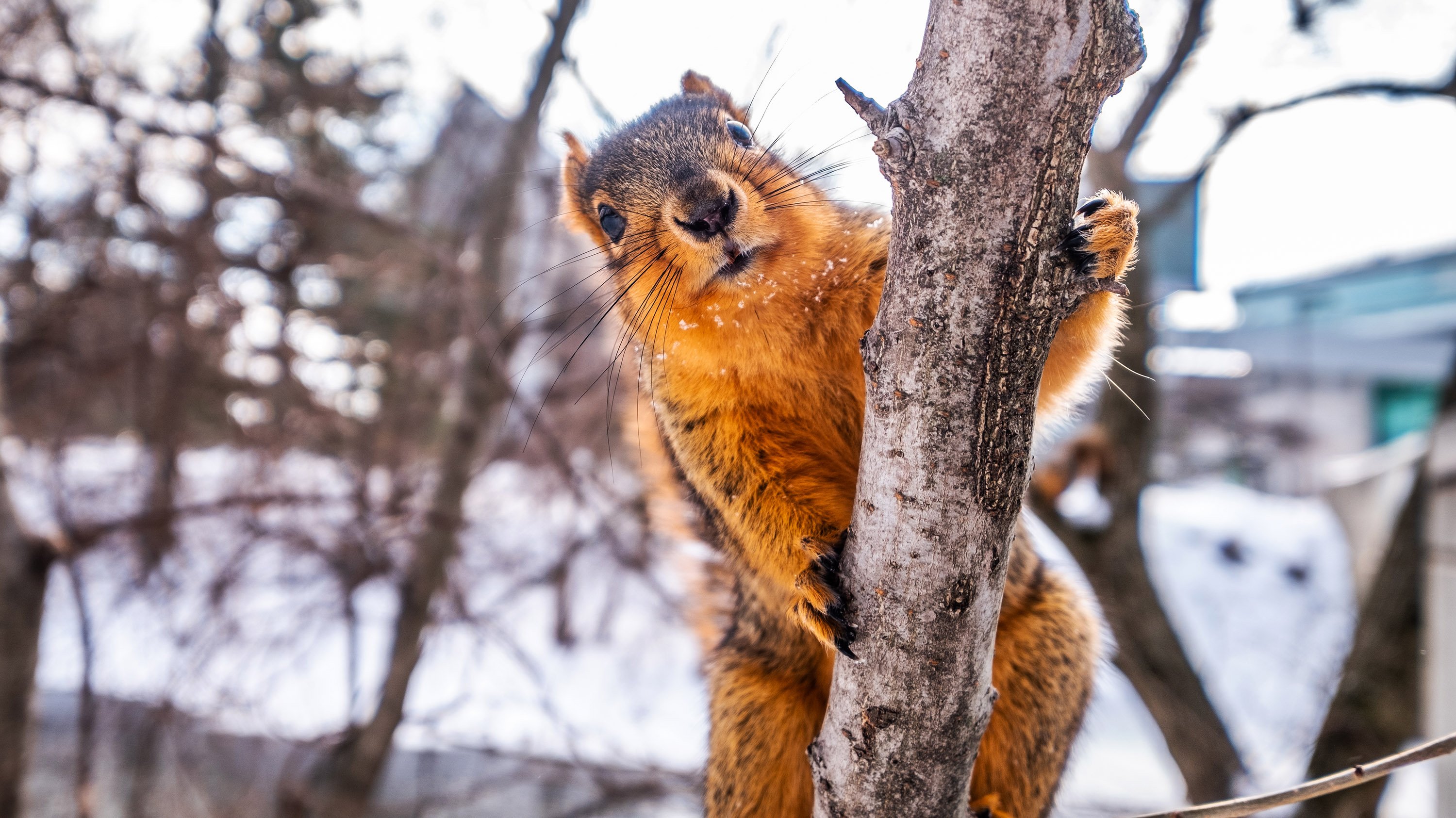 Squirrel