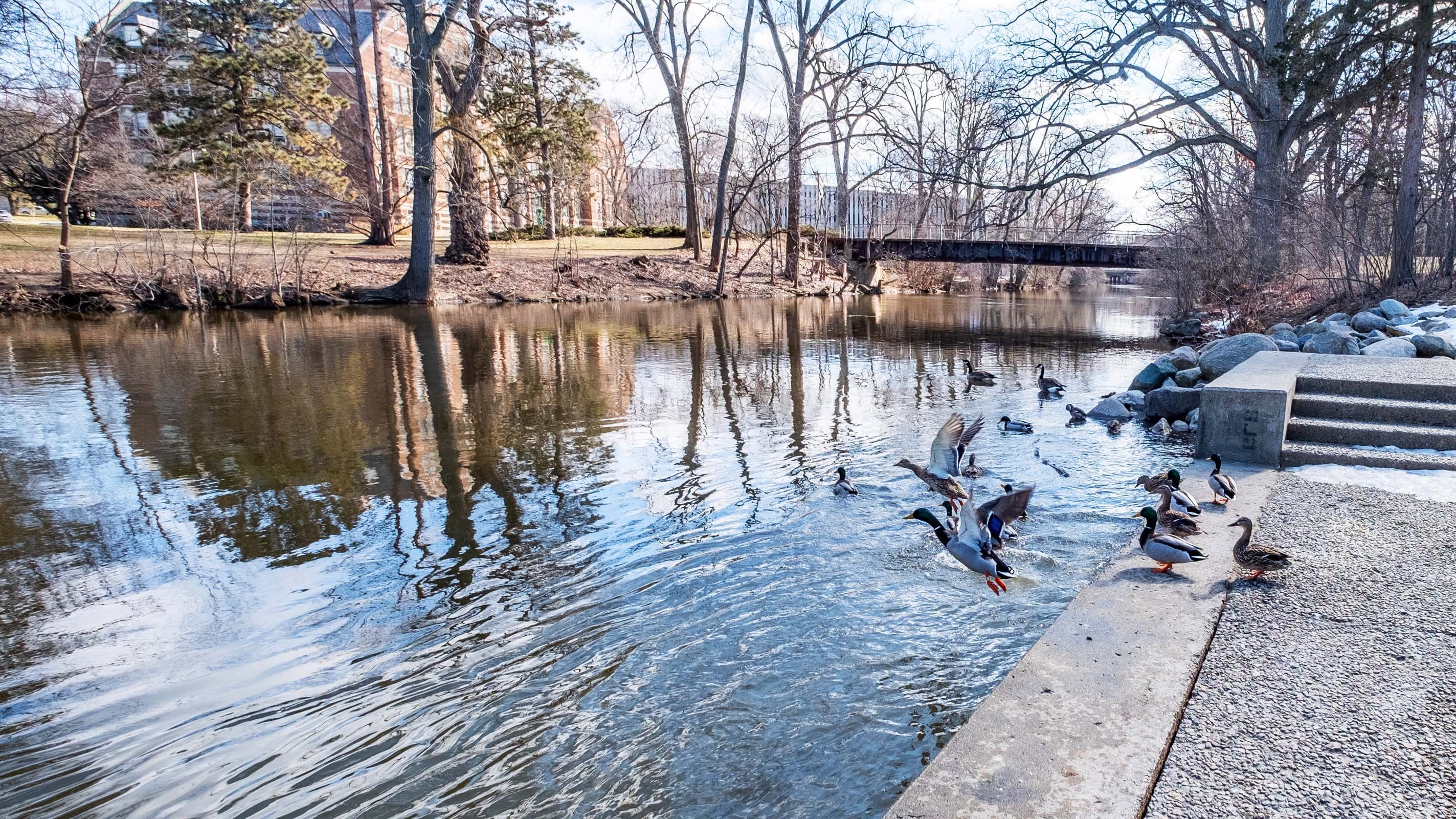 Ducks jumping into a river