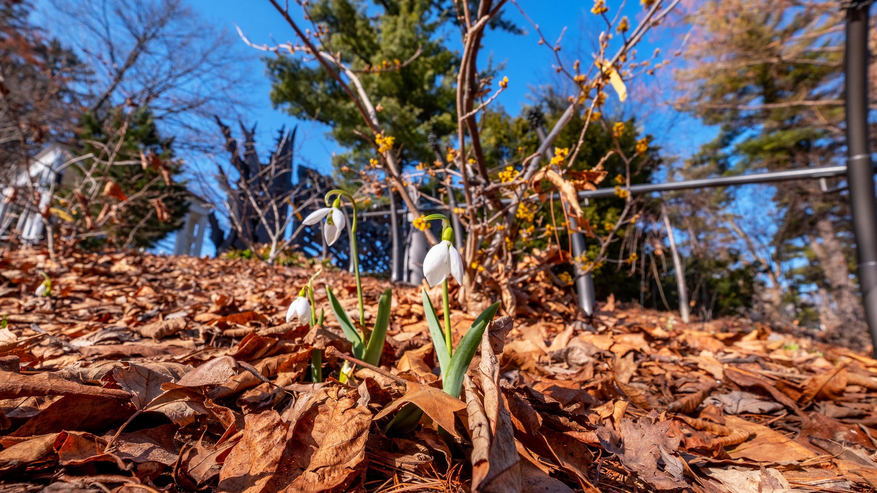 Snowdrop flowers in the leaves