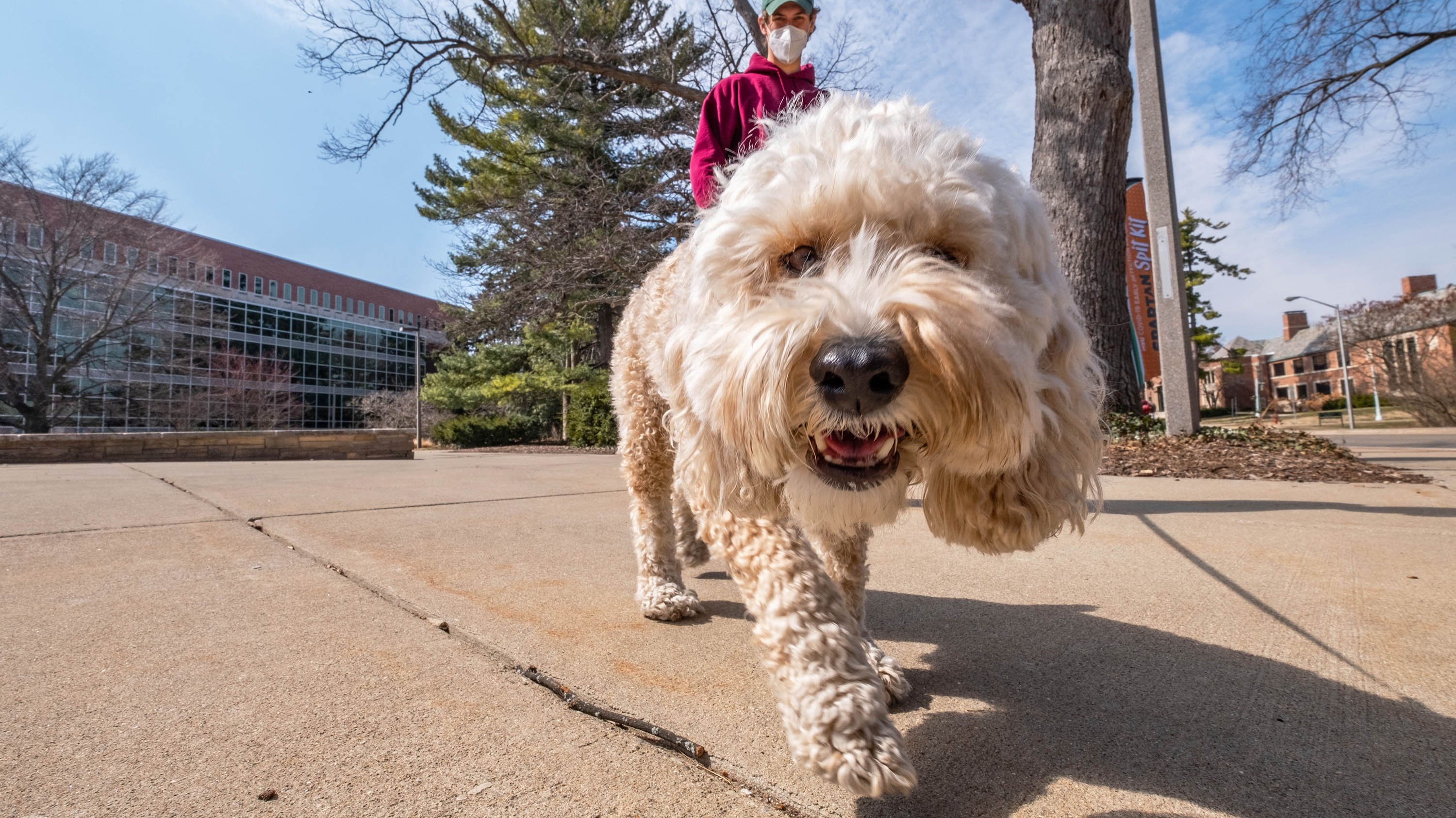 Person walking dog