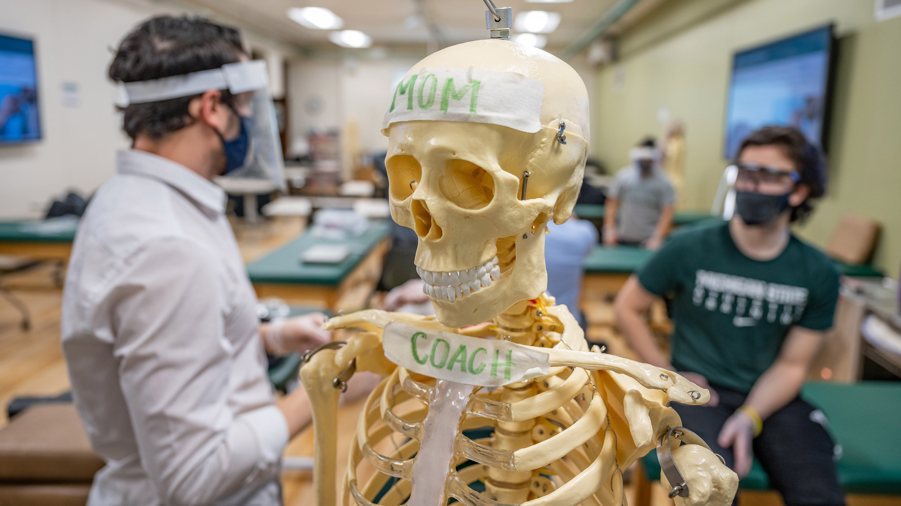 Model skeleton in a kinesiology class