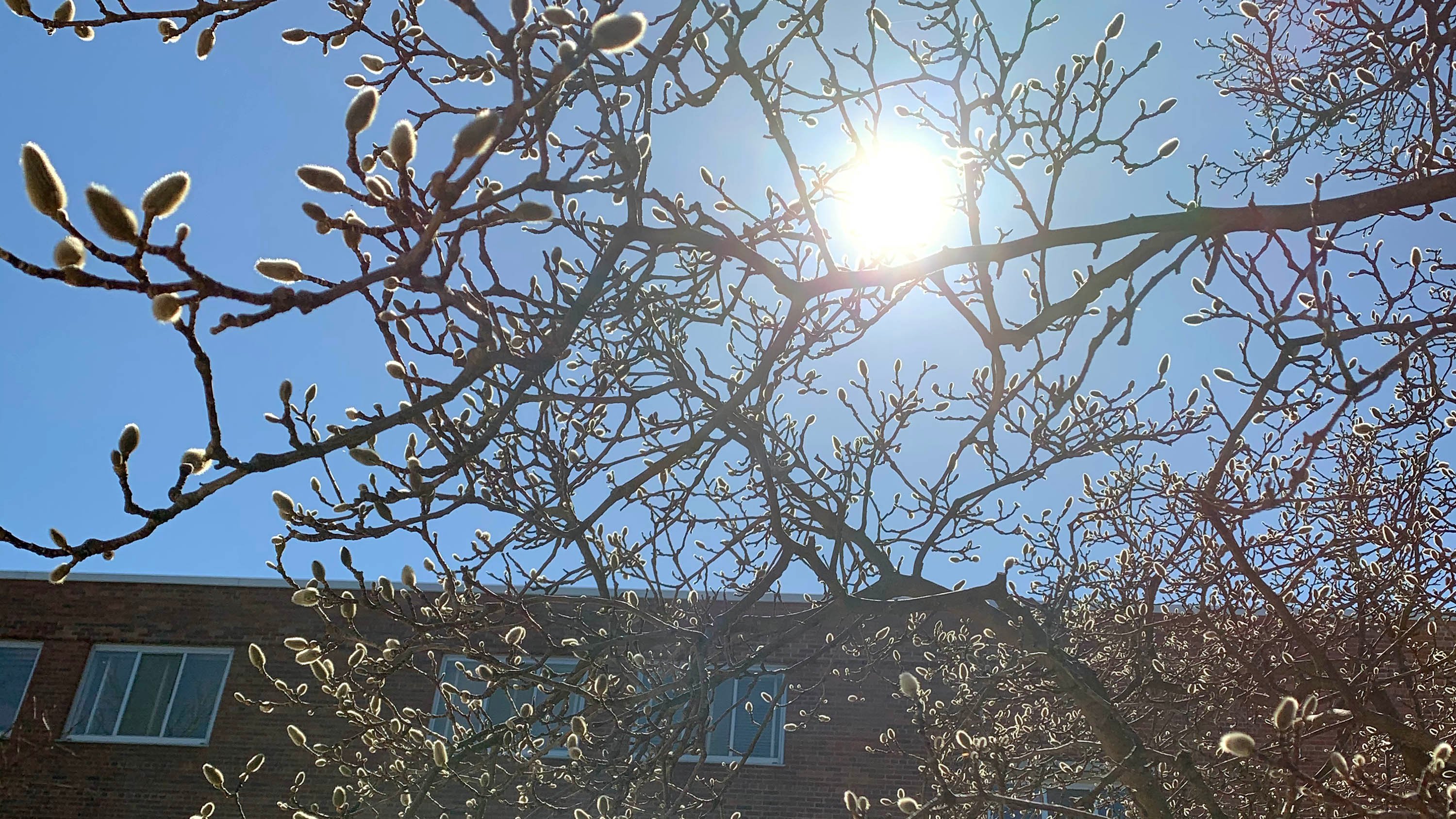 Tree with blooming buds