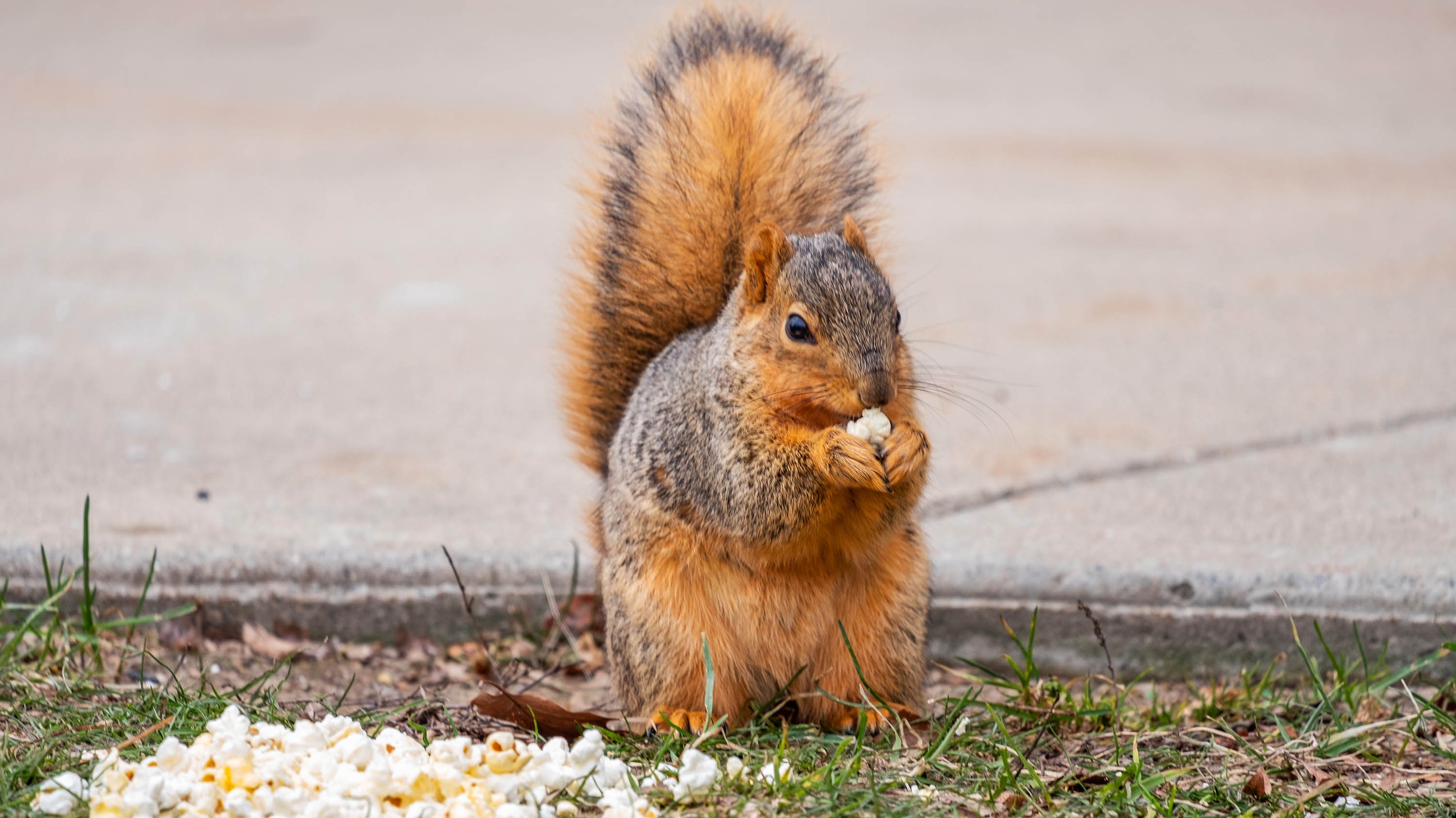 Squirrel