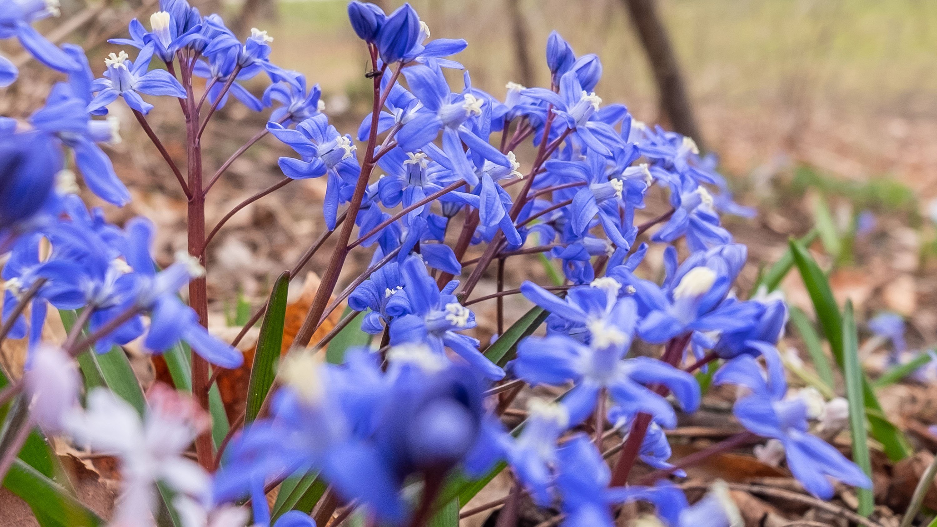 Cluster of blue flowers