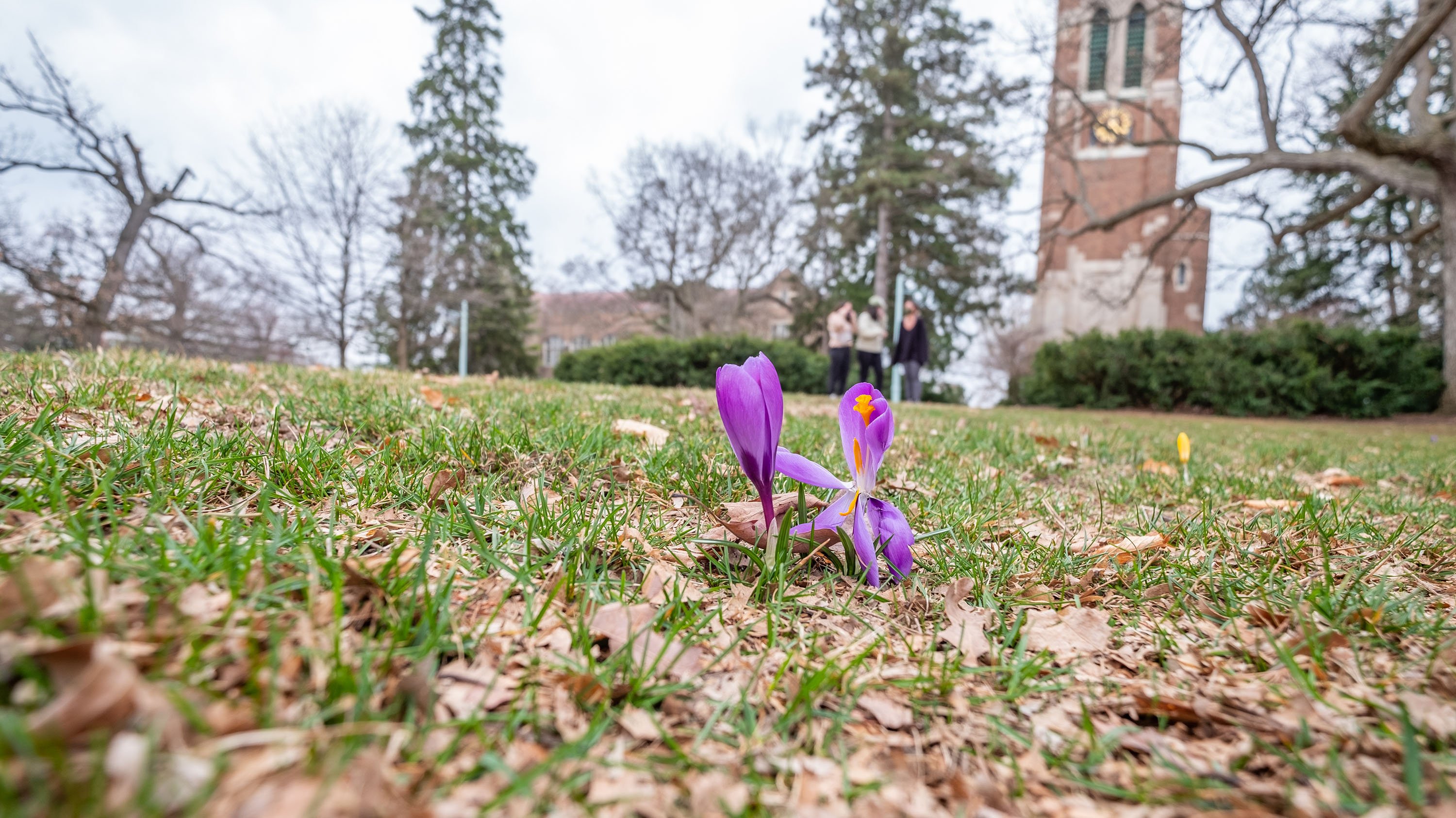 Purple crocus near Beaumont Tower