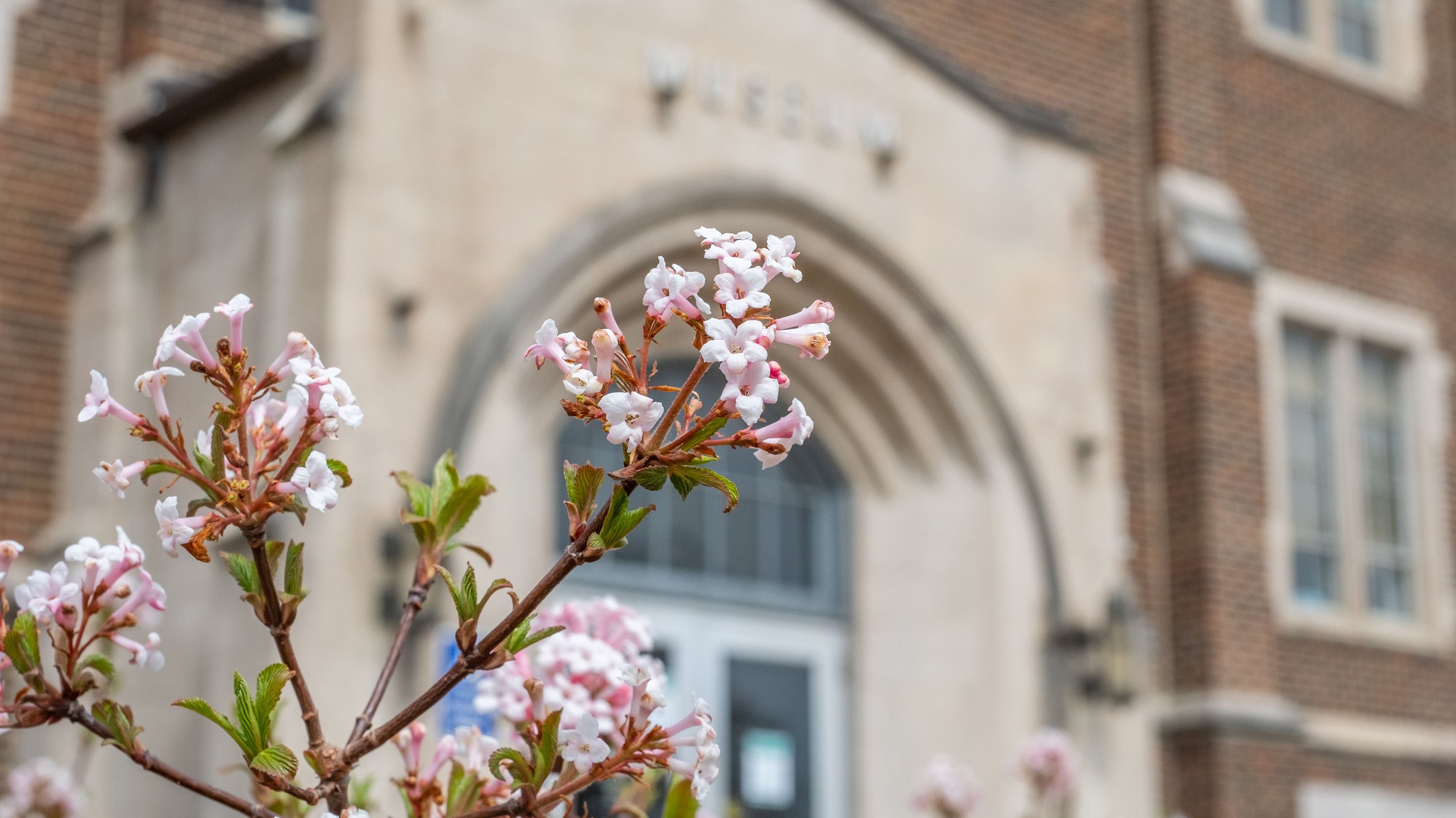 Flowers in front of MSU Museum